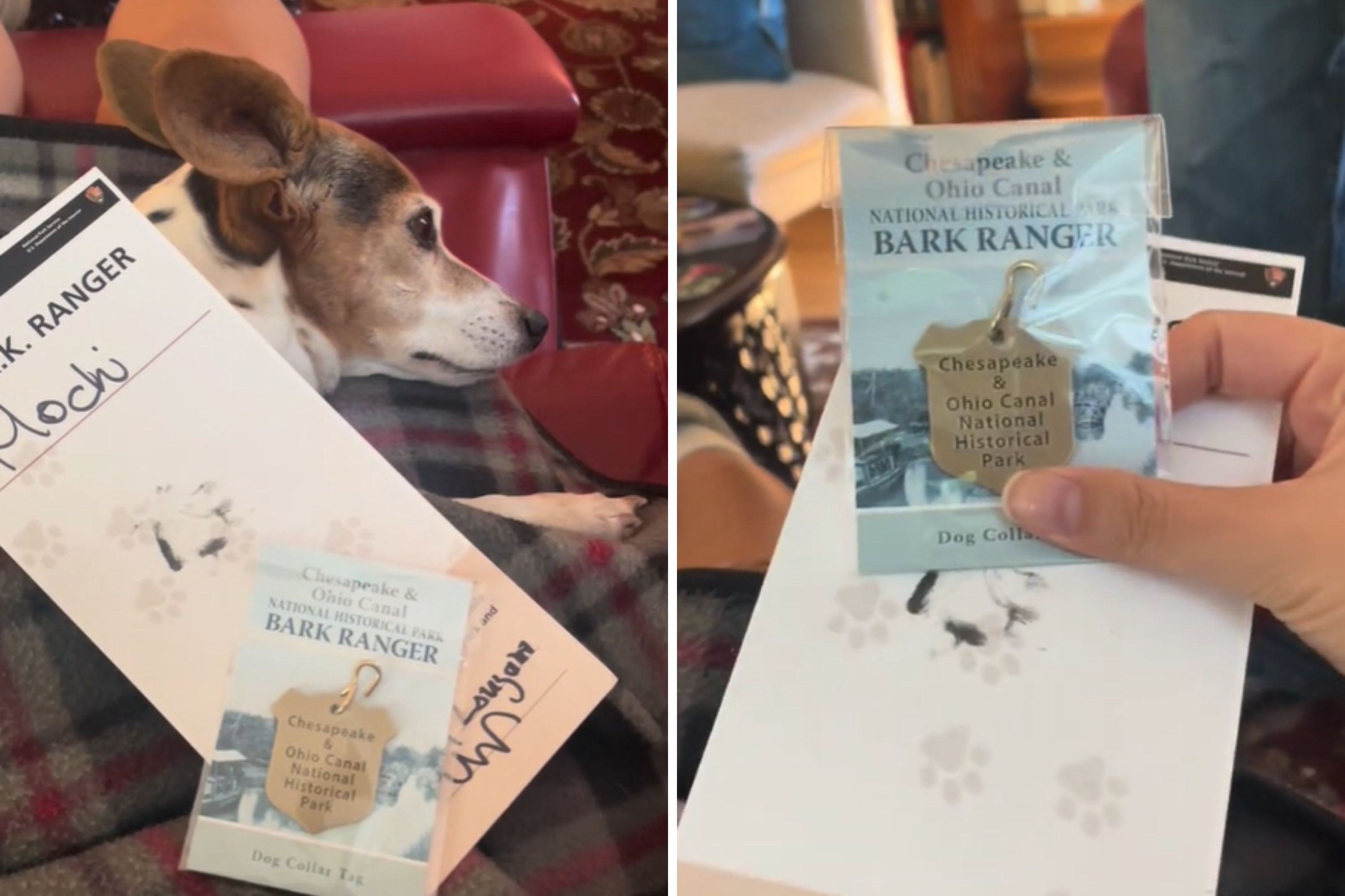 Dad’s Epic Quest to Make His Dog a ‘Bark Ranger’ in Every National Park