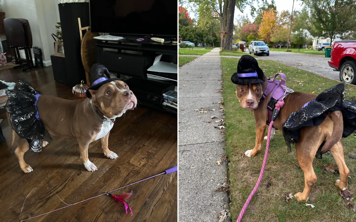 Megan dressed up Reina for Halloween.