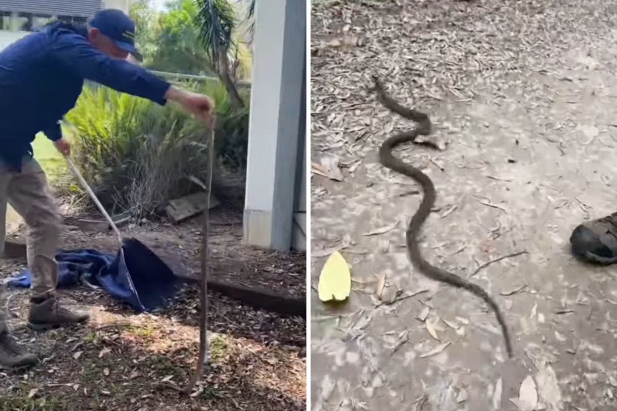 eastern brown snake