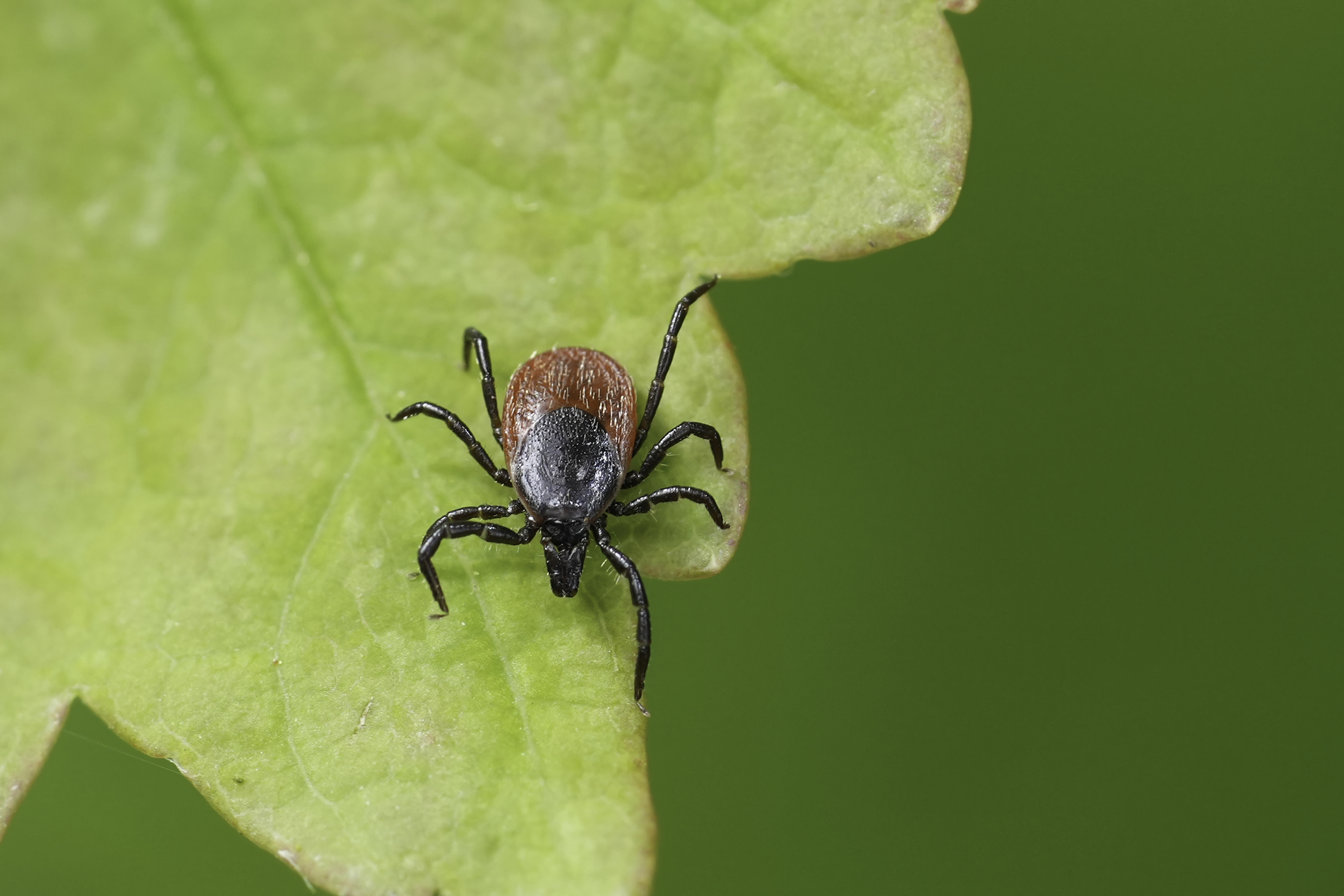 First-Time Discovery of Dangerous Bacteria in Illinois: Beware of Ticks!