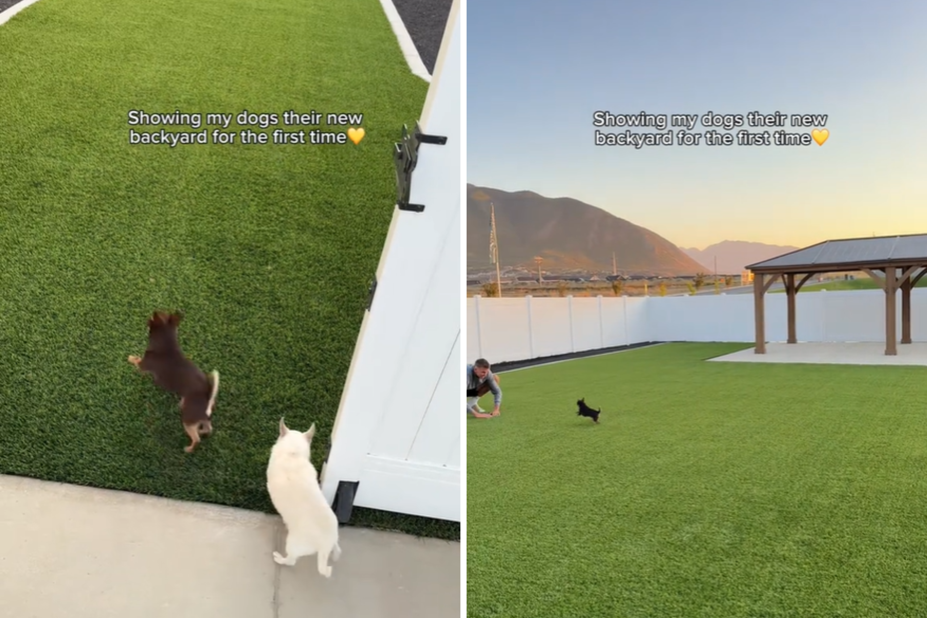 Dogs Shown Their New Backyard, Their Reaction Doesn't Disappoint