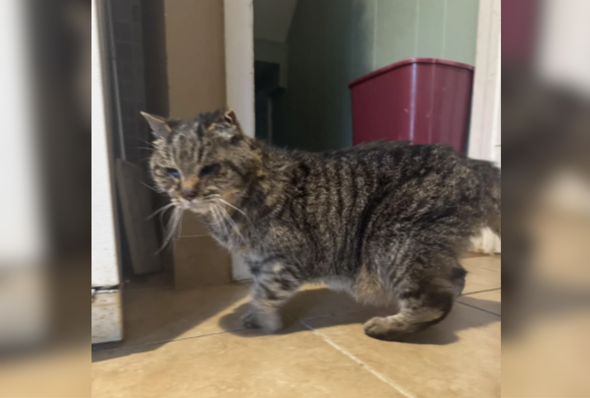 Senior Cat Gets Lost Outside for 3 Weeks, Miraculously Makes It Home