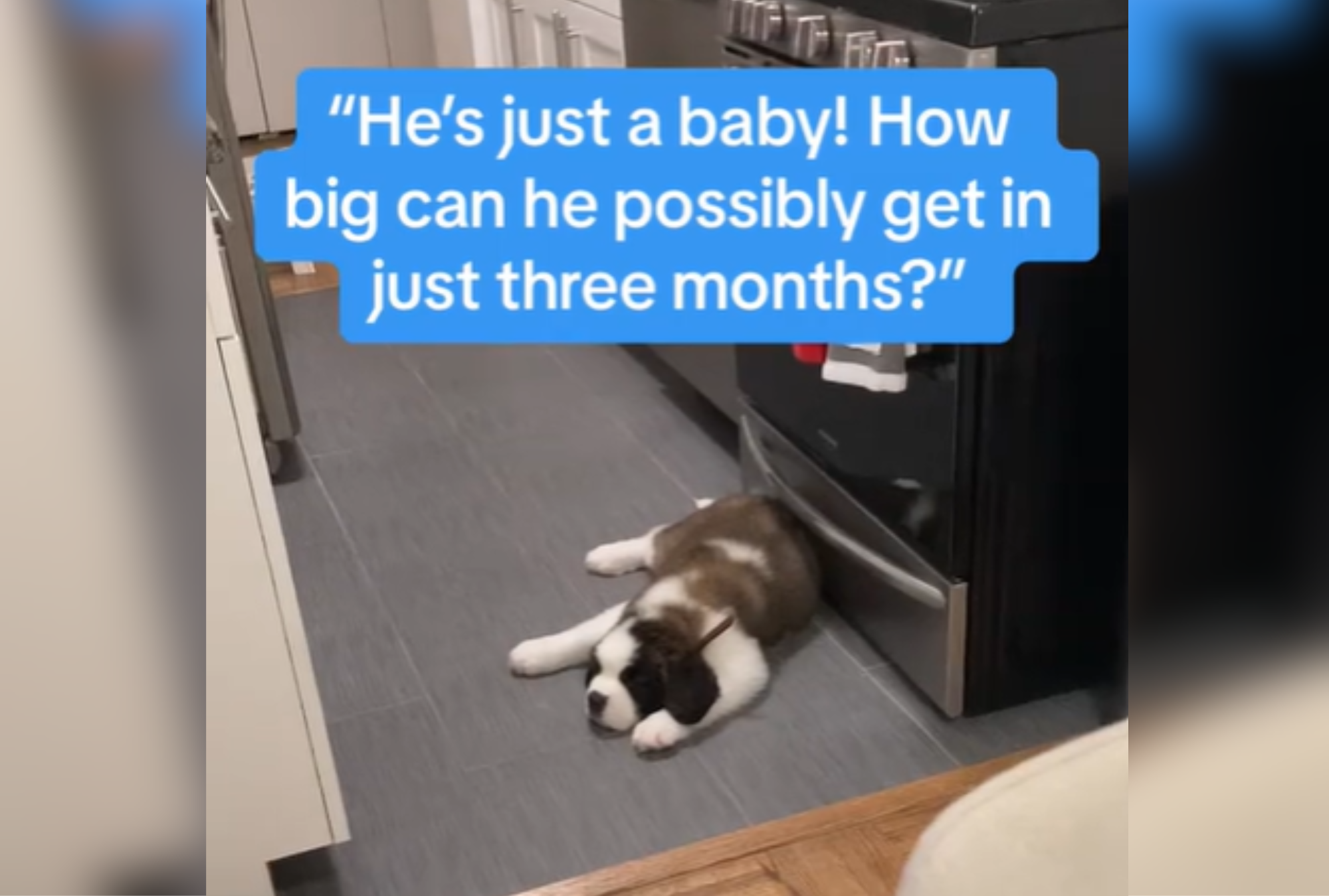 Shock at How Much St. Bernard Puppy Grows in 3 Months—'Need a Bigger House'