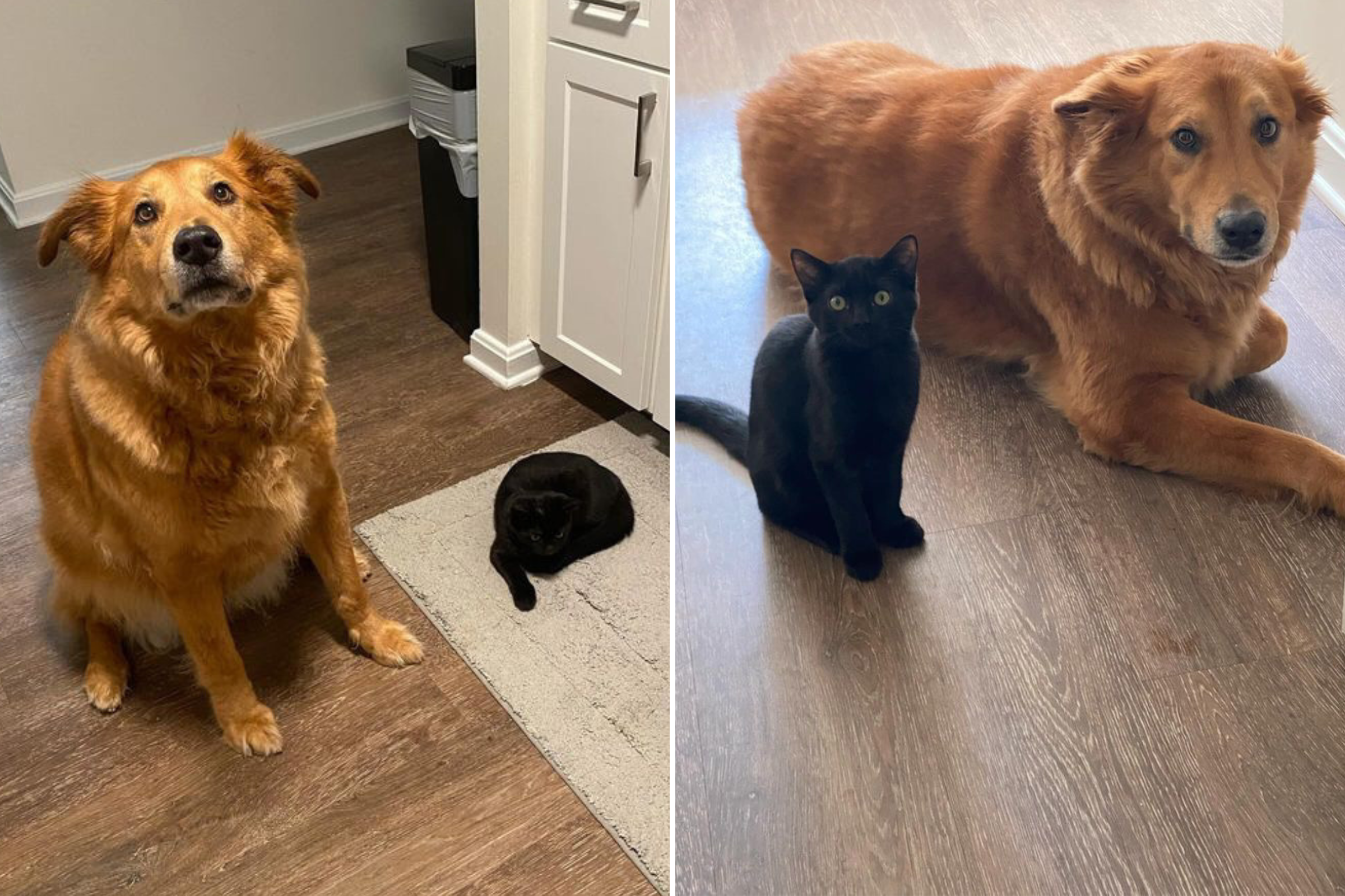 Evolution of Dog and Kitten's Friendship in Just 24 Hours Delights