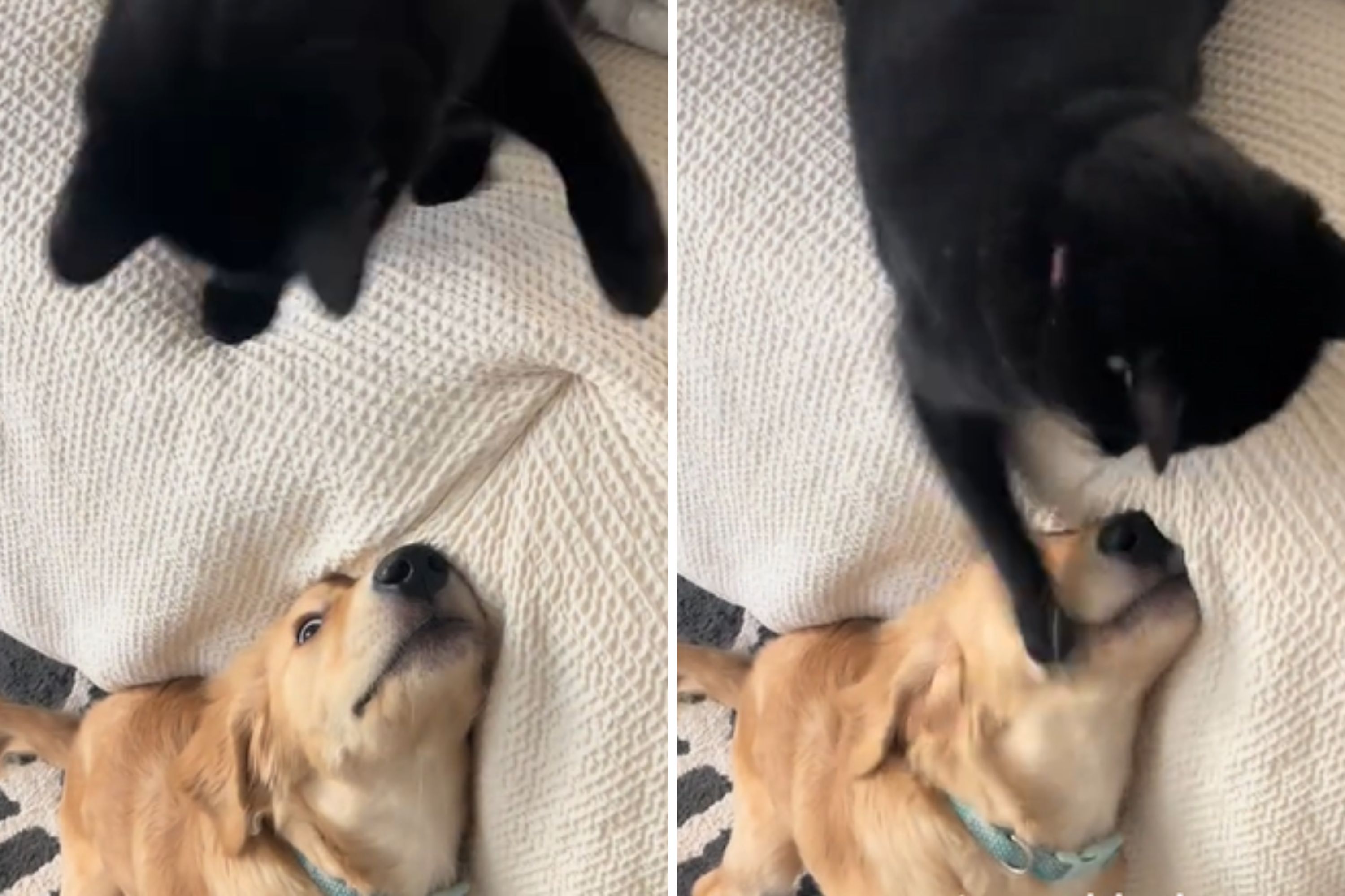 Golden retriever pup enjoying with black cat backfires: “No survival expertise”