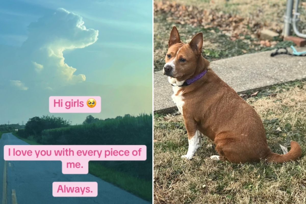 Rescue dog cloud formation