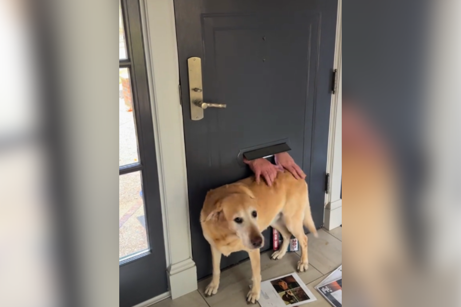 Laughter at How the Mailman Ensures He 'Says Hi' to Dog Every Morning