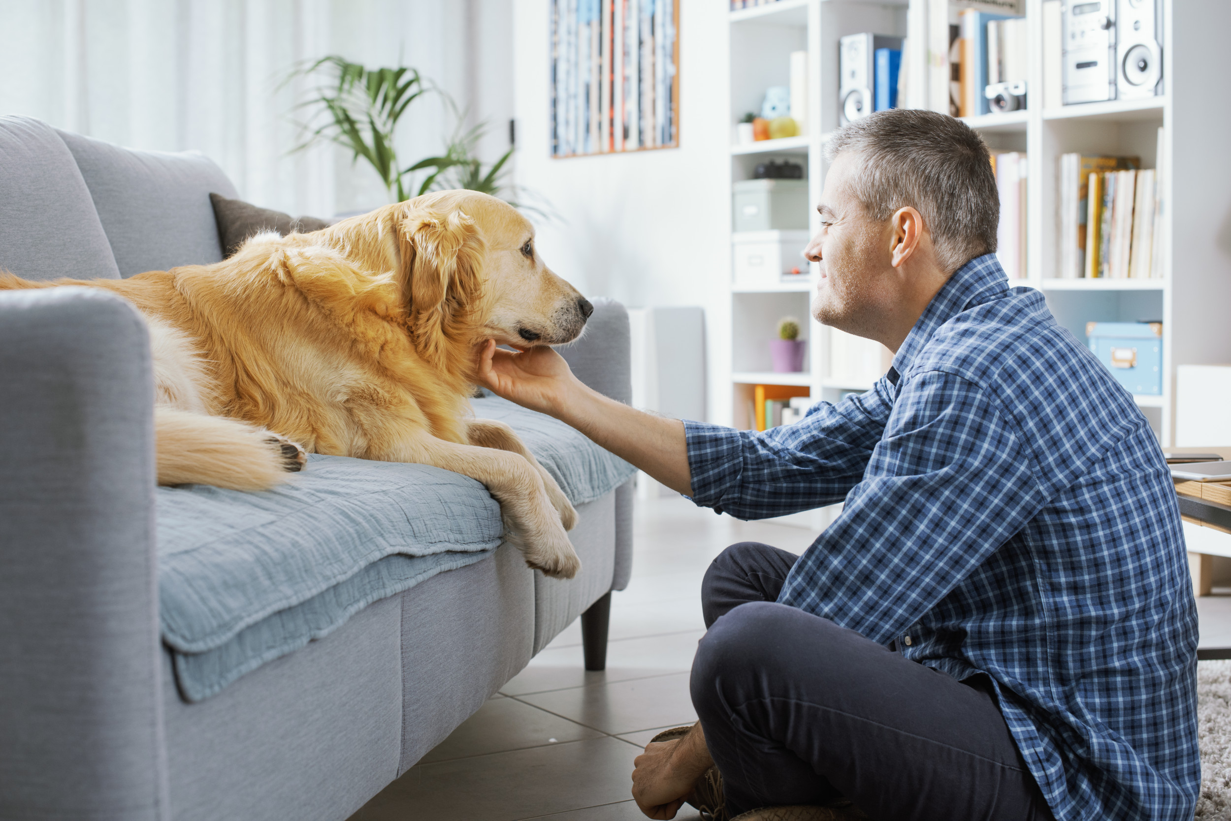 Watch Golden Retriever Slowly Realizing Owner Is Home 'Heart Explodes