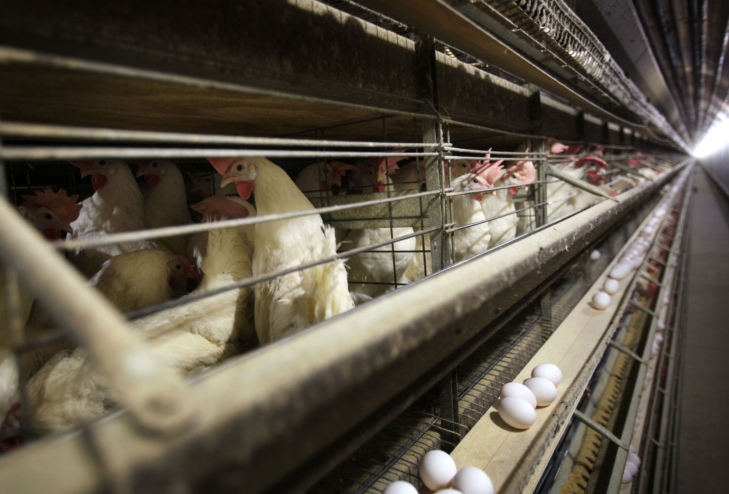 Bird Flu Cases Not Spreading Between Humans, Missouri Tests Show