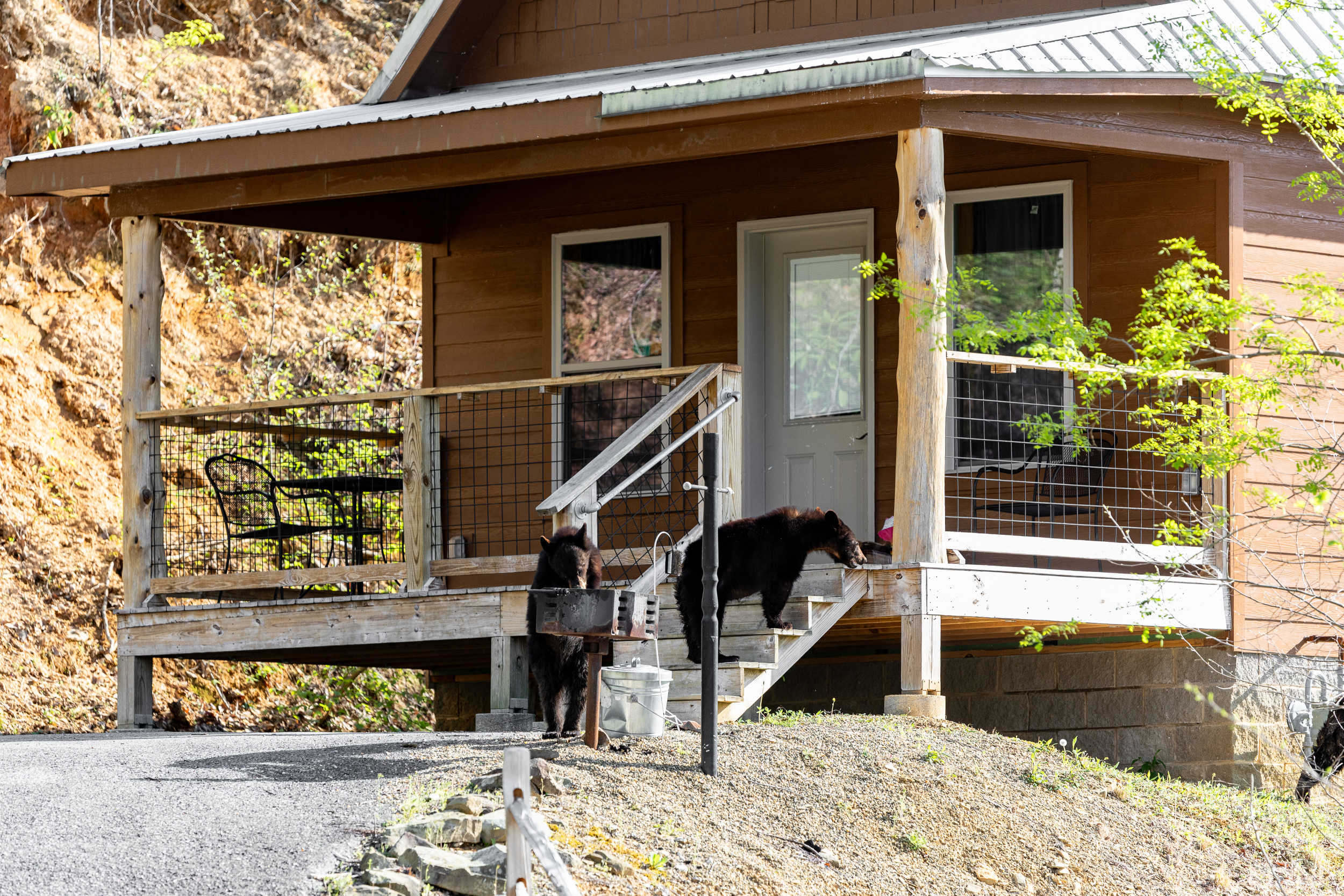 Woman Stays at Remote Cabin, Quickly Understands Airbnb Host's Warning