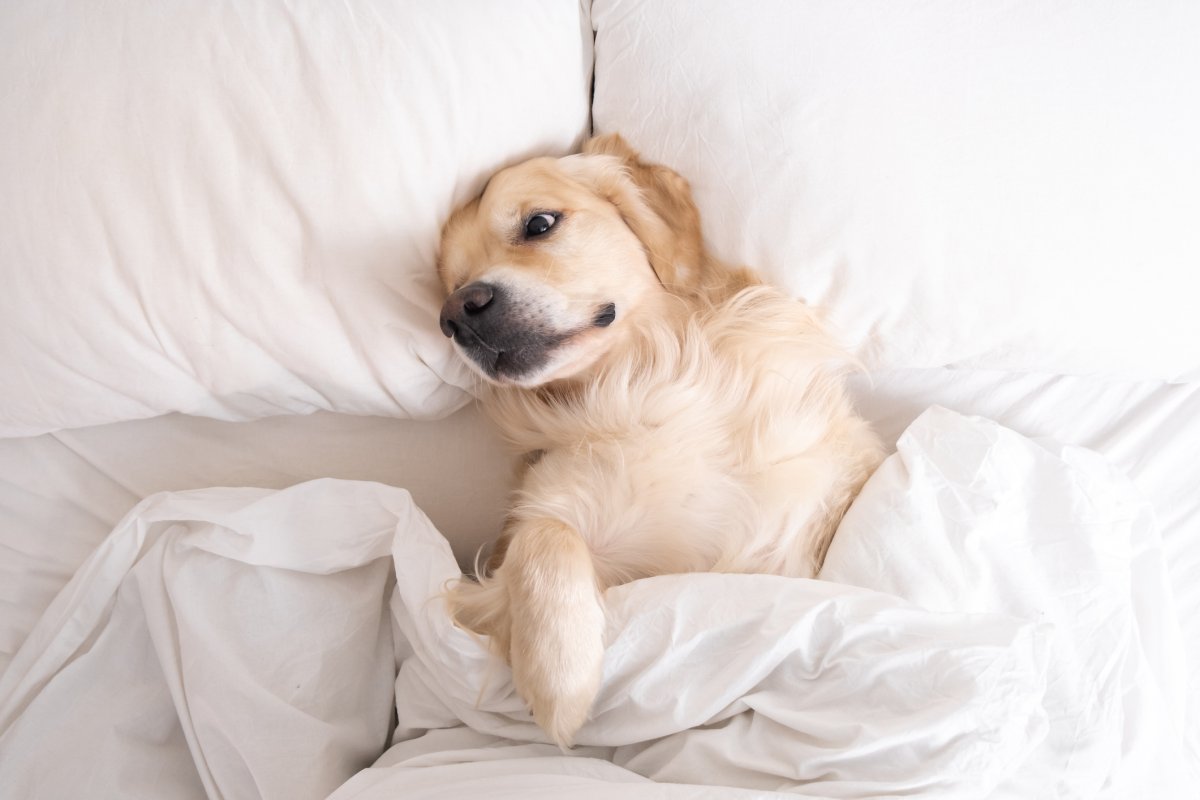 A golden retriever sleeps in a bed