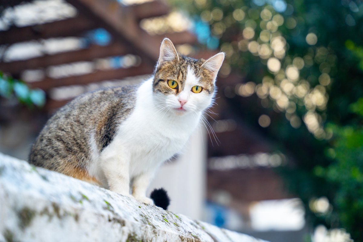 Homeless cat sitting on a wall