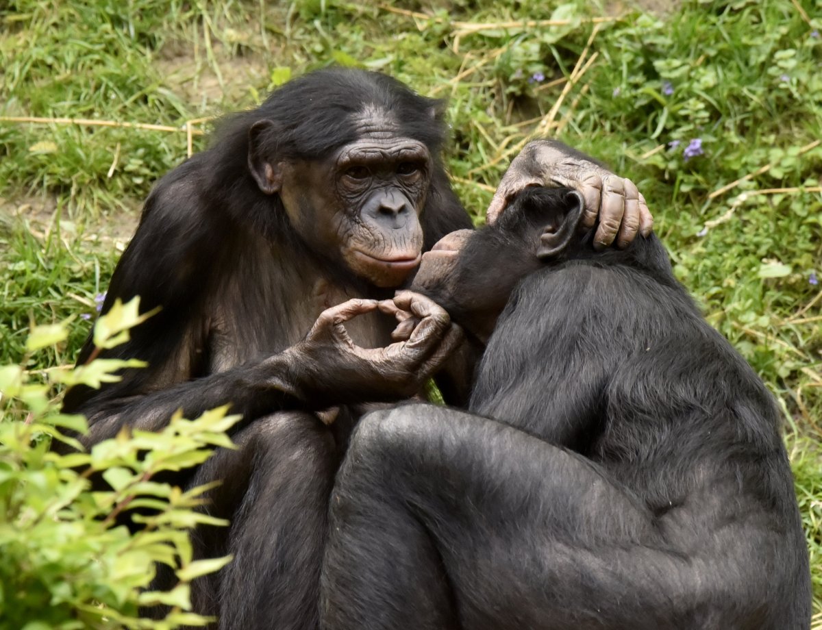 cuidado de los monos bonobo