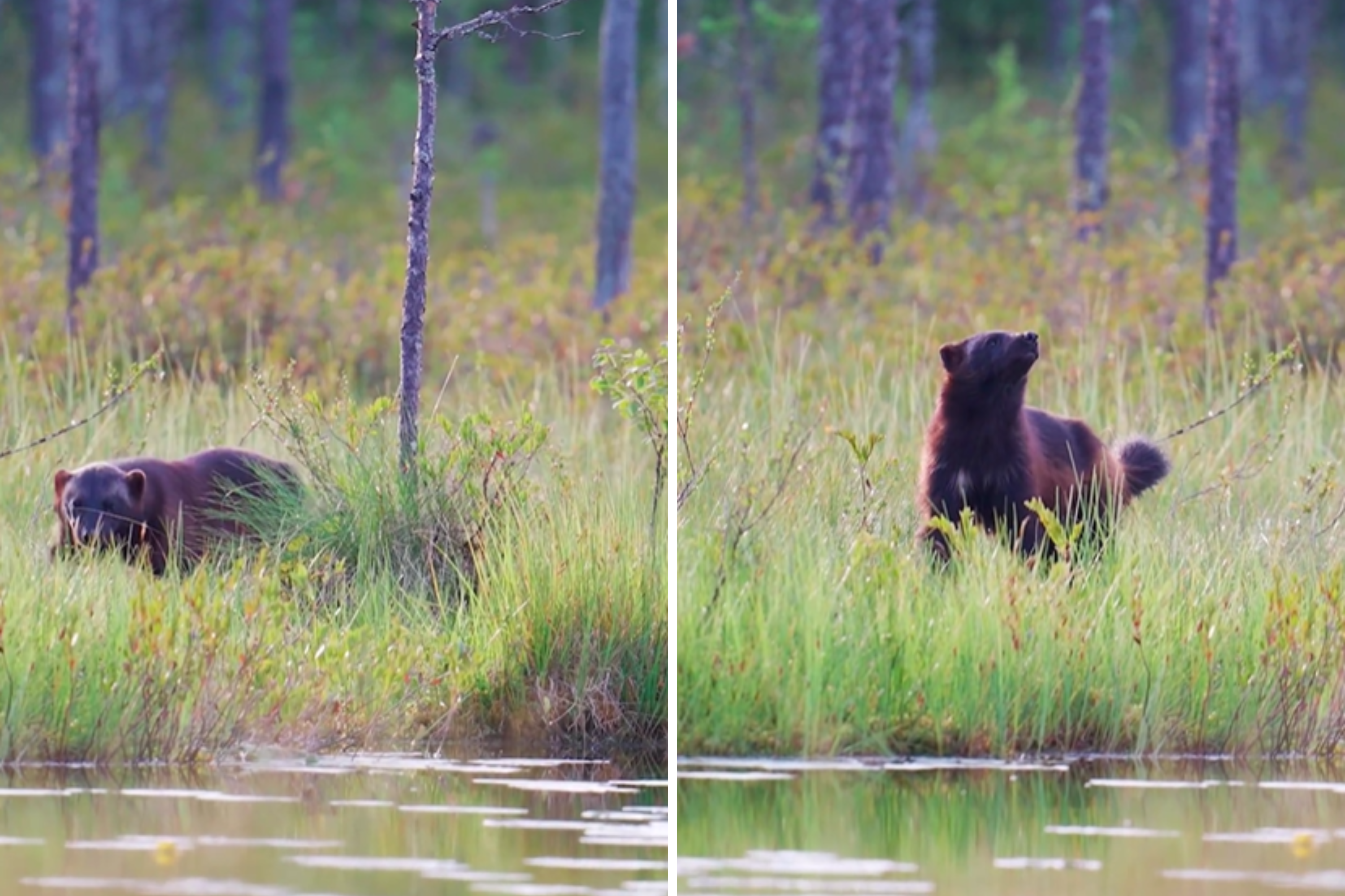 Man Films Animal 'So Rare' That Even Its Tracks Are Hardly Ever Seen