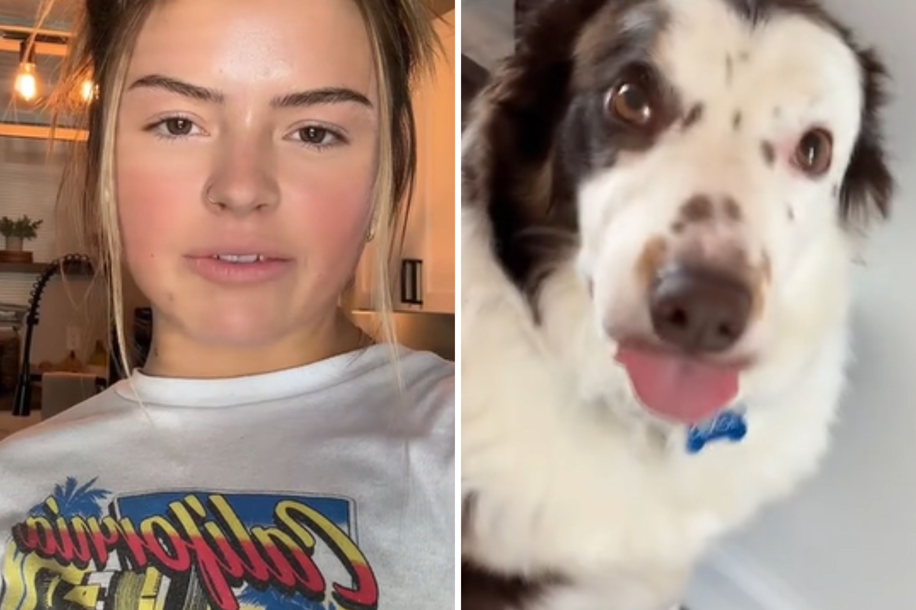 Woman Can’t Help But Notice Her Border Collie’s ‘Receding Hairline’