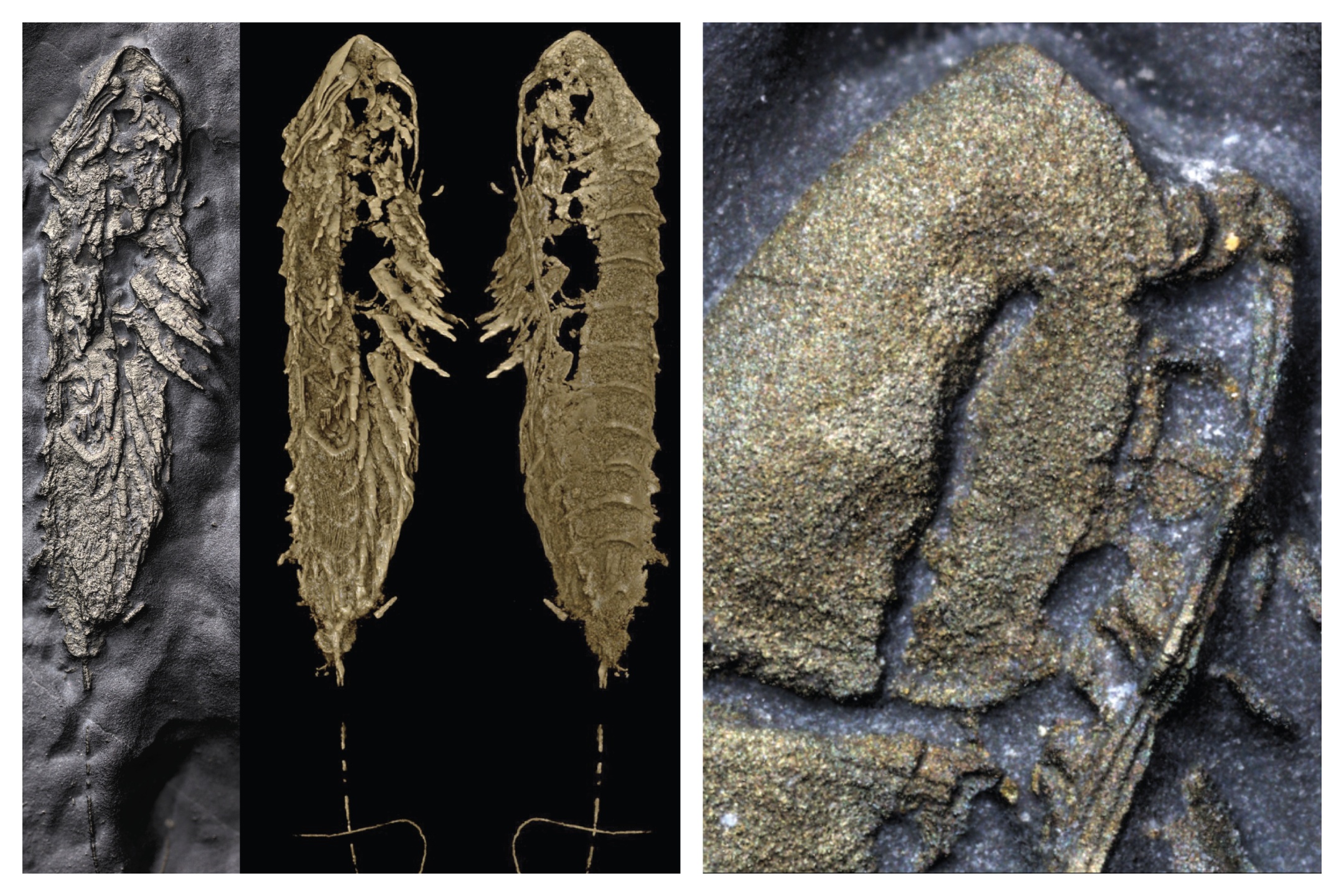 Paleontologists Reveal 'Remarkable' 450-Million-Year-Old