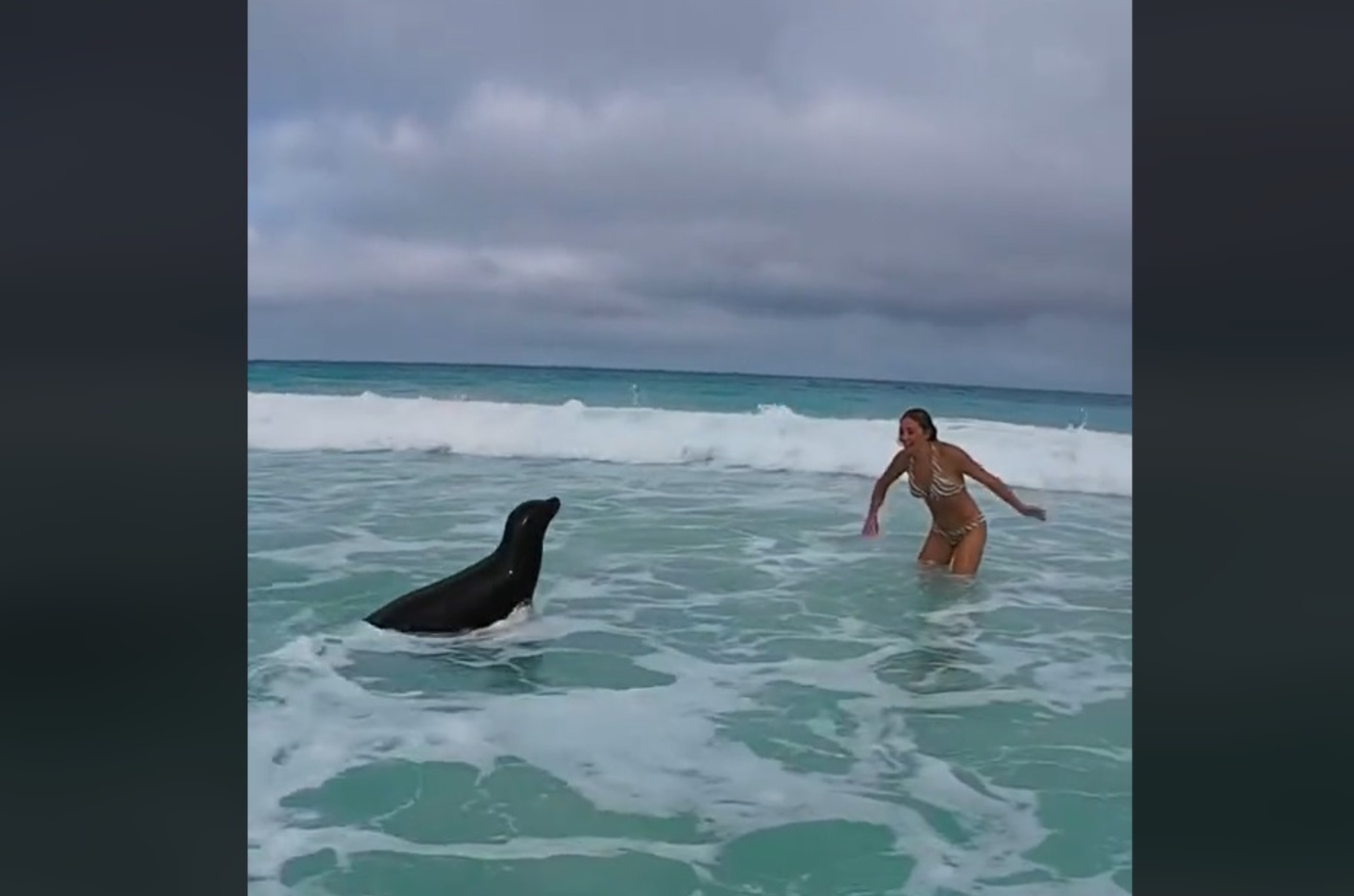 Sea Lion Joins Woman for Epic Body Surfing Adventure: ‘What a Good Boy!’