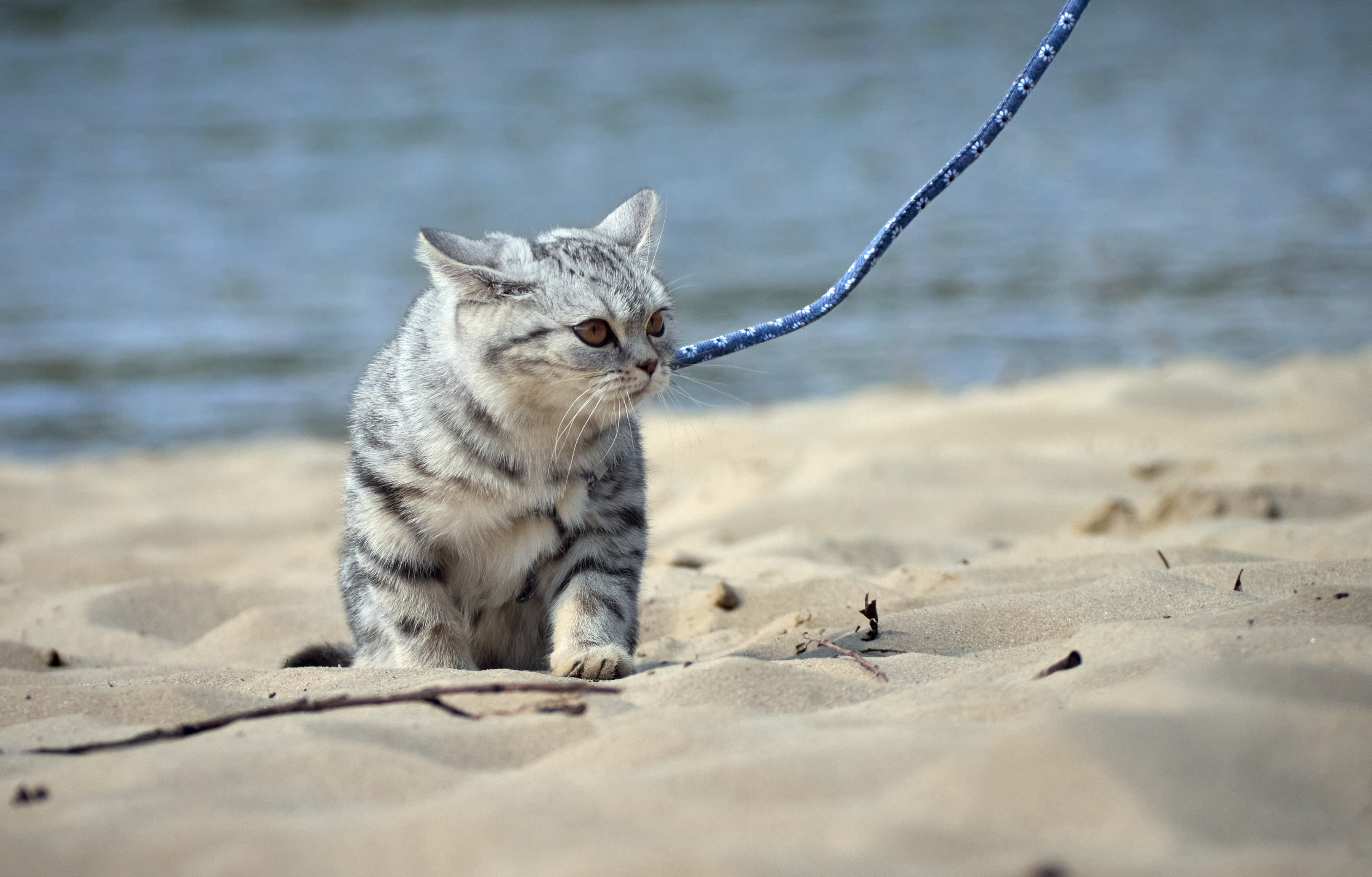 A Cat’s Hilarious Beach Day: Why Sand Just Doesn’t Cut It!