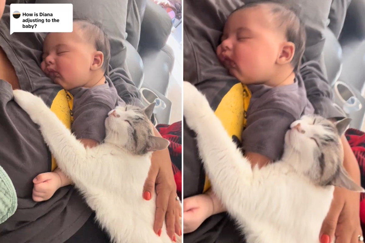 Cat with new baby