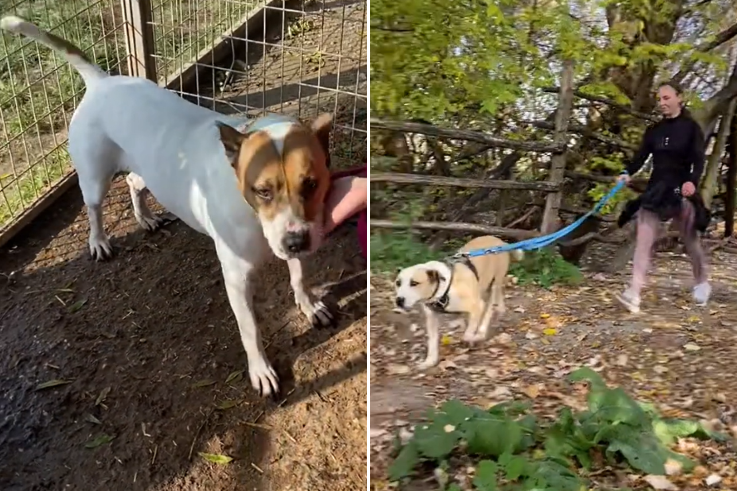 Heartwarming Moment: Volunteers Step Up When No One Comes to Dog Adoption Event