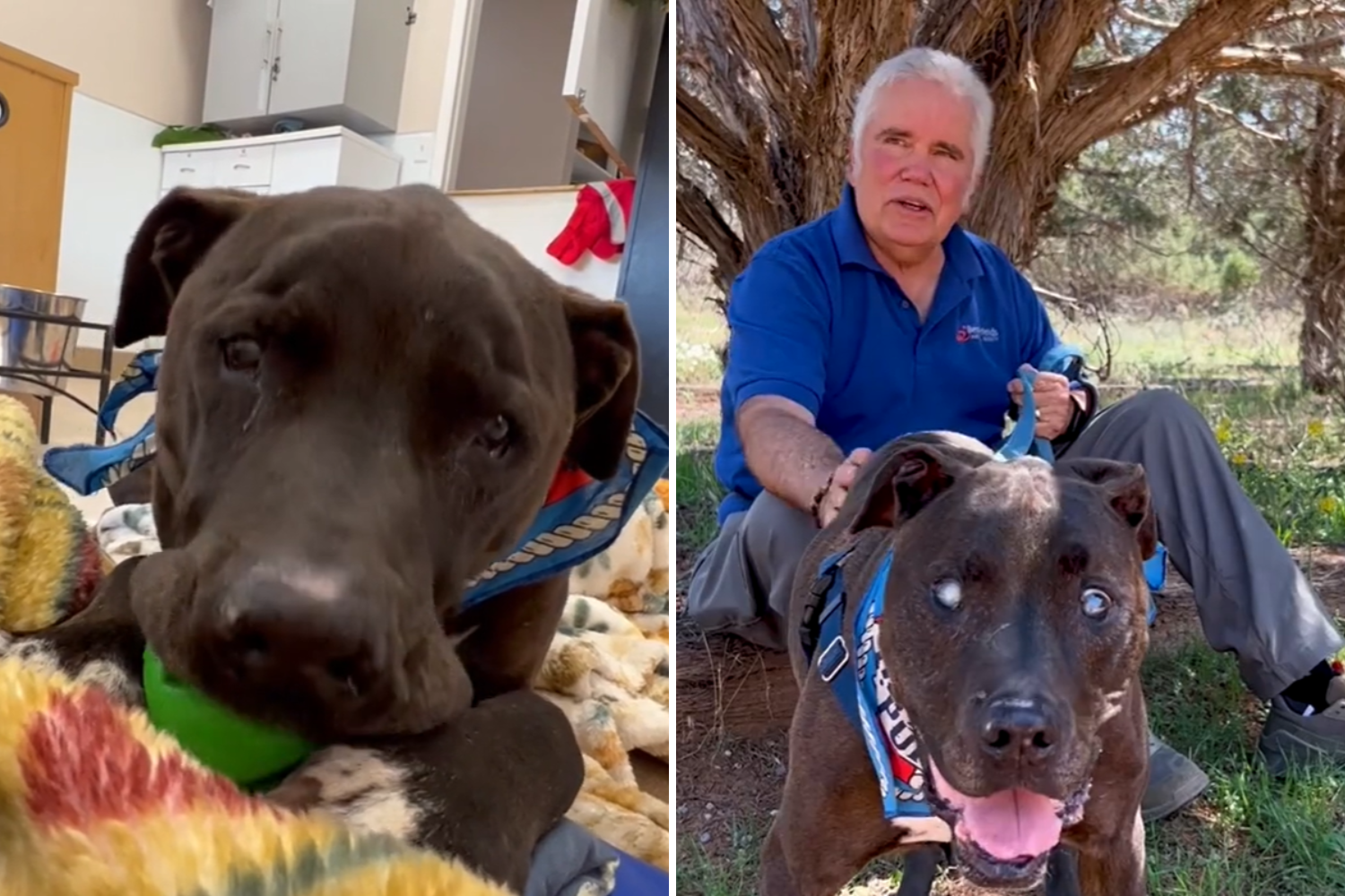 Blind, Senior Dog Saves Shelter Volunteer From Deadly Rattlesnake: 'Hero'