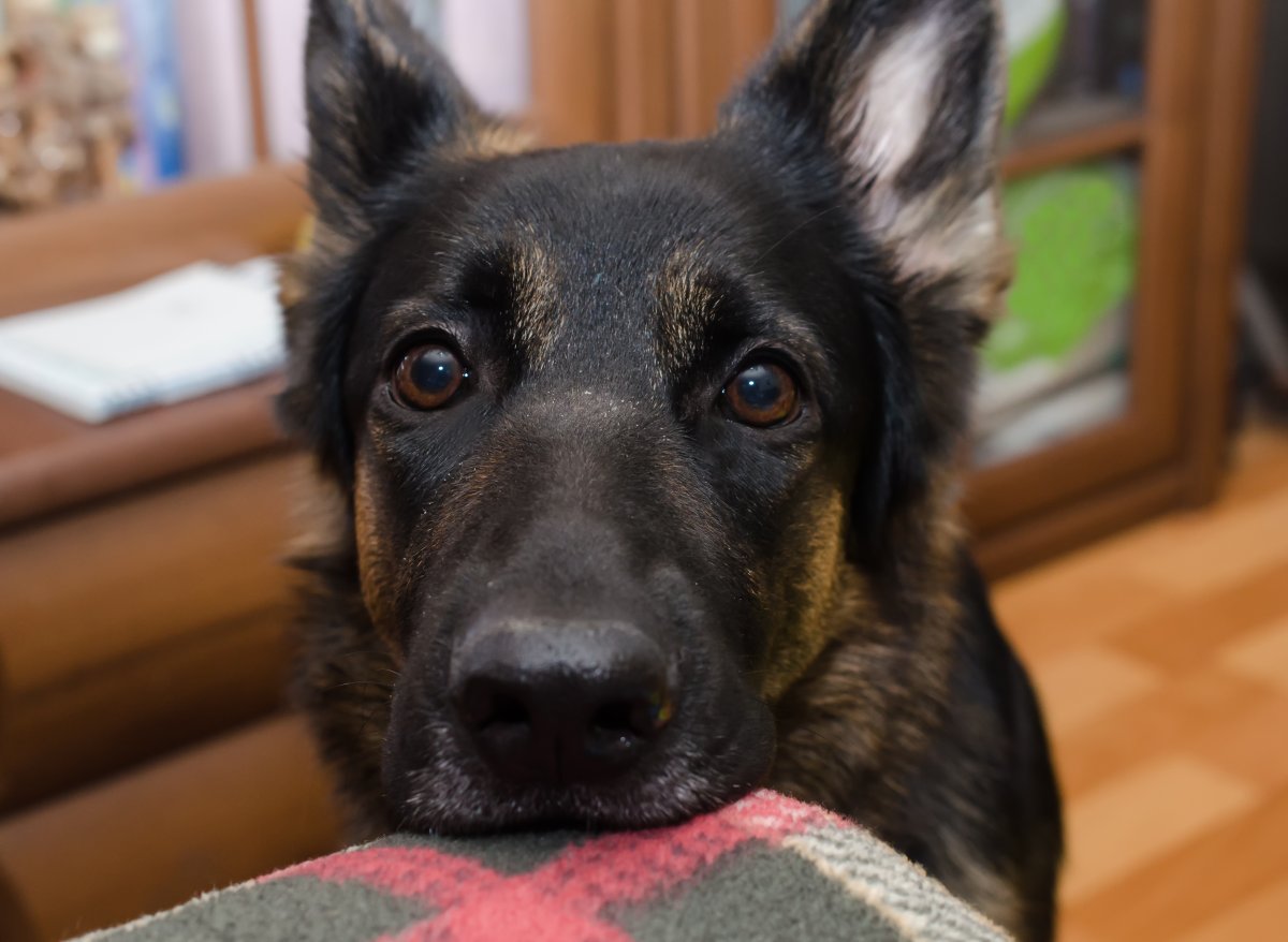 German Shepherd resting his face on a chair