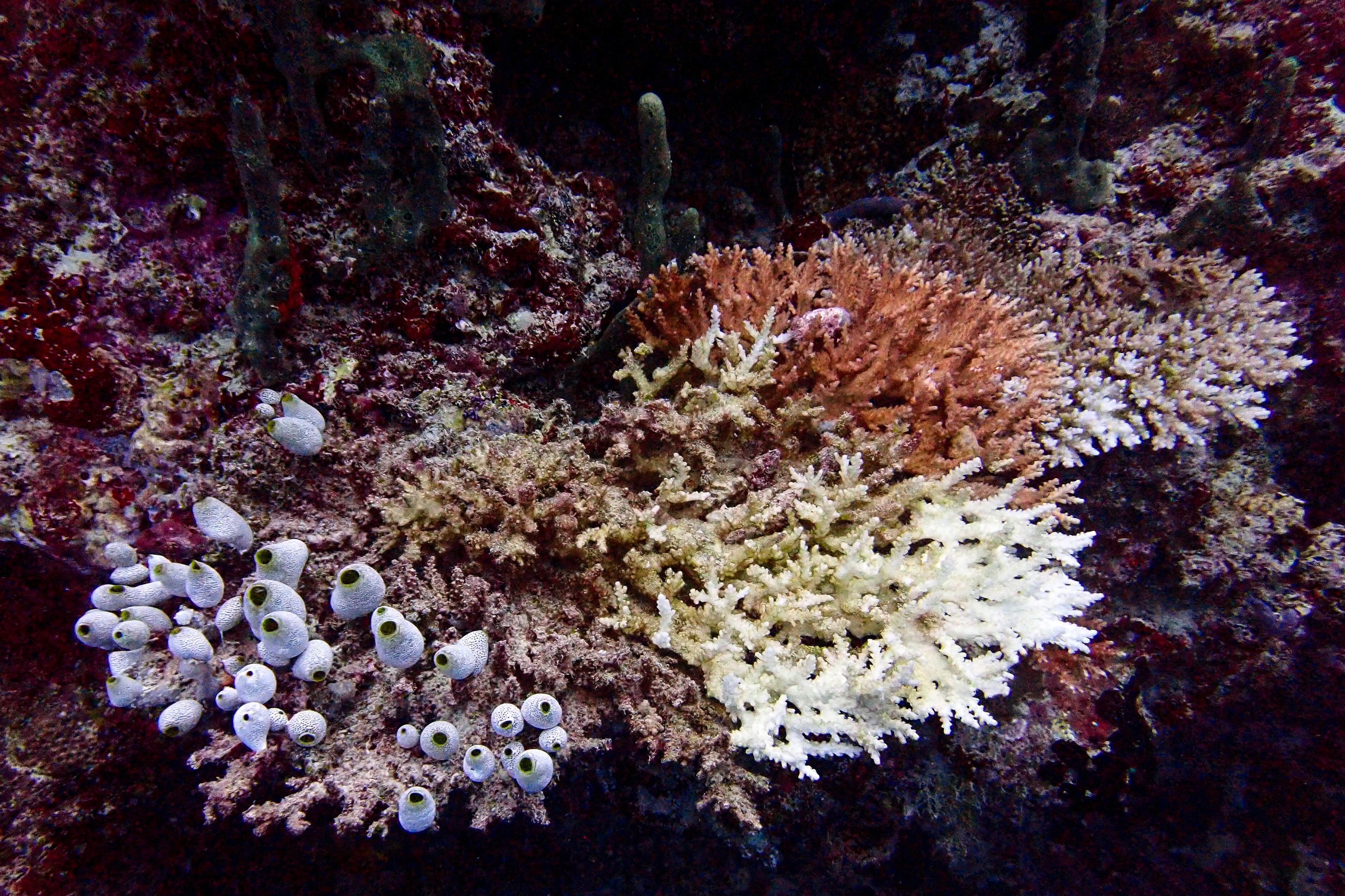 Fourth Global Mass Coral Bleaching Prompts Emergency UN Measures