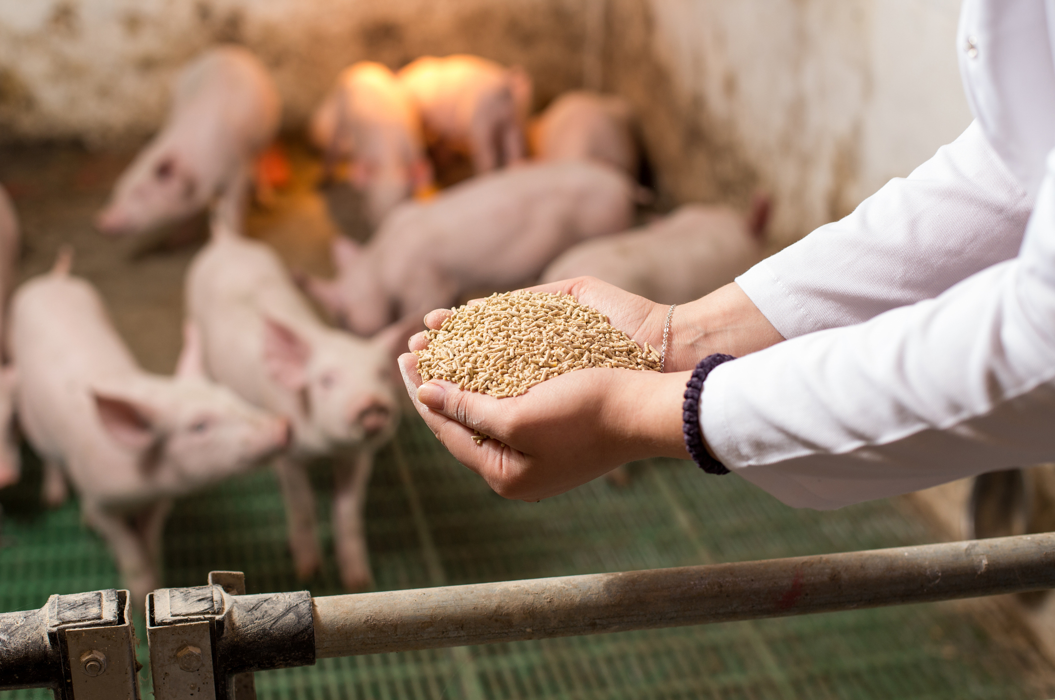 Image showcasing Animal Feed Recall Update As FDA Sets Risk Class Over Metal ...