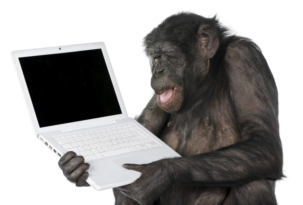 monkey laptop