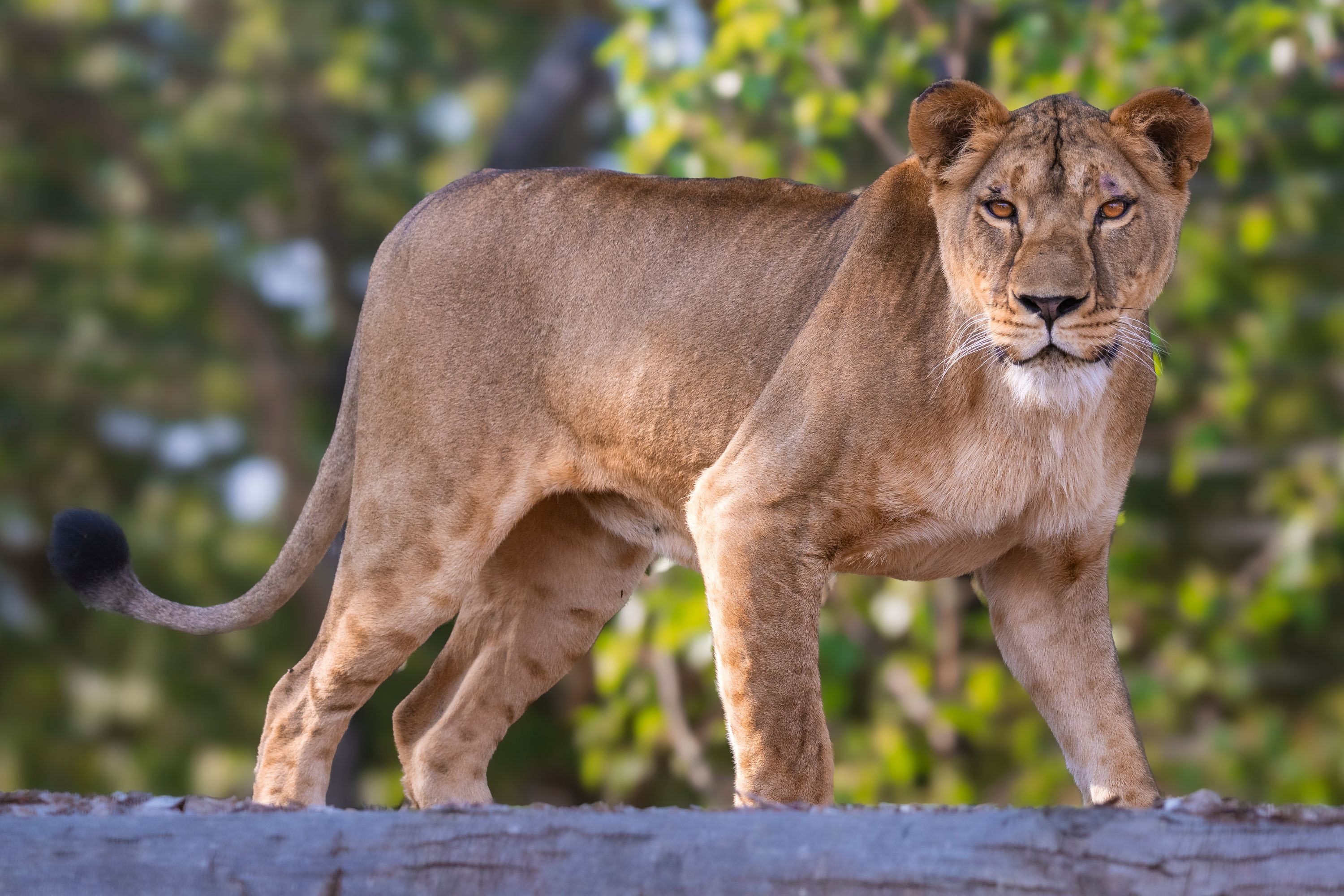 Moment Lioness Saved From Ukraine War Steps on Grass for First Time