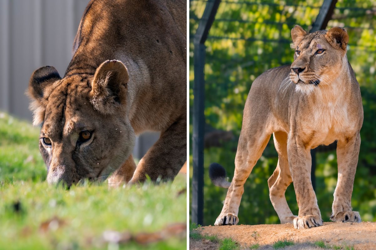 Yuna, a lioness rescued from Ukraine War.