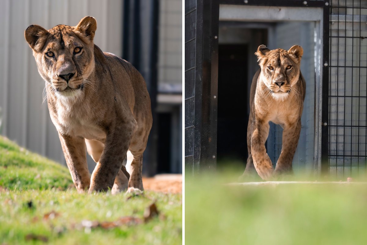 Yuna, a lioness rescued from Ukraine War.