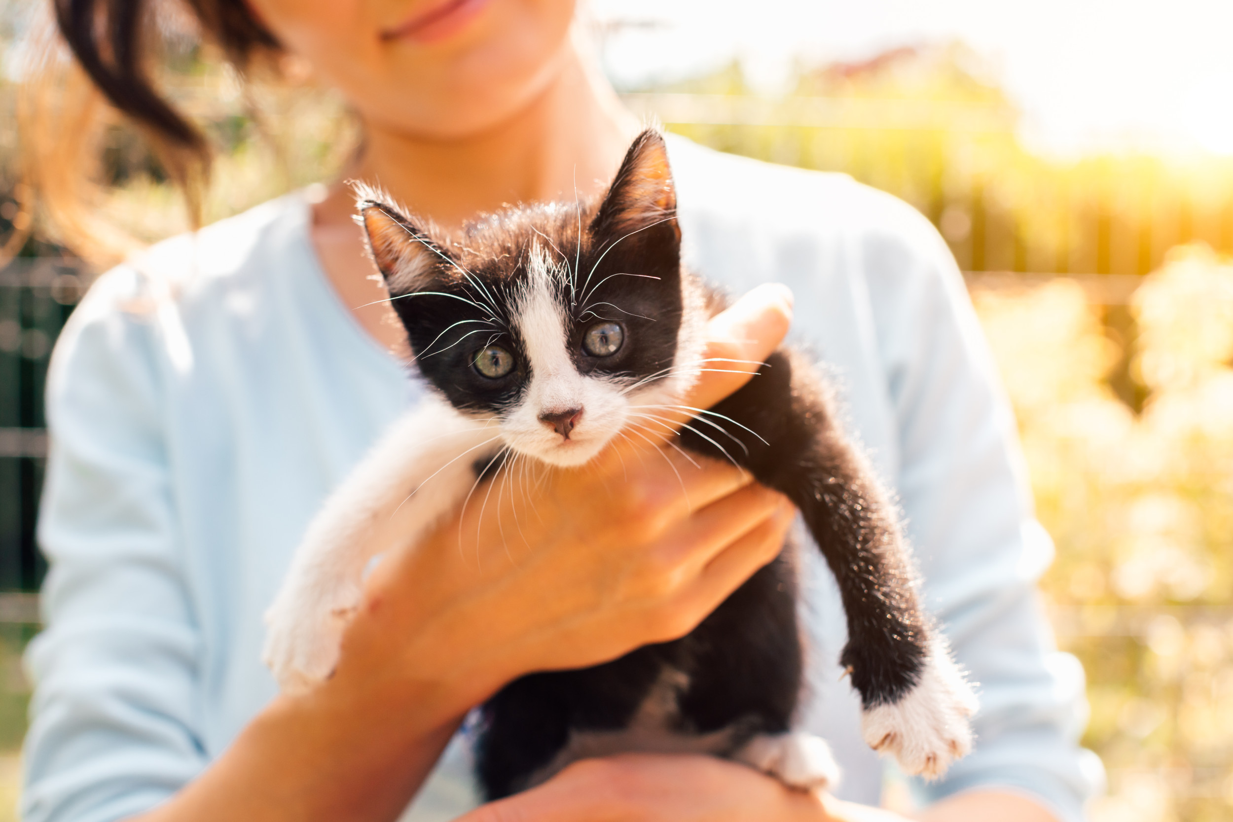 Kucing Gemas Seorang wanita menggendong seekor anak kucing