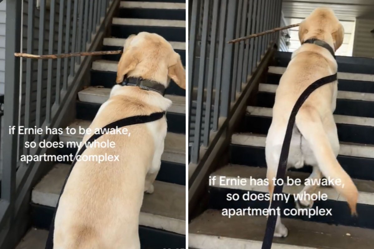 Dog goes upstairs with stick 