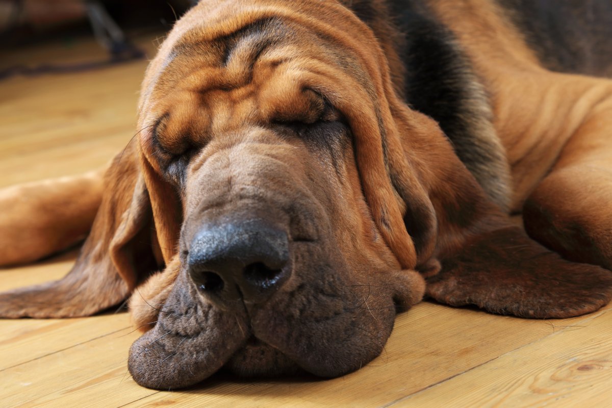 Bloodhound's Hilarious Bedtime Dance Goes Viral: 'Dramatic Flip'