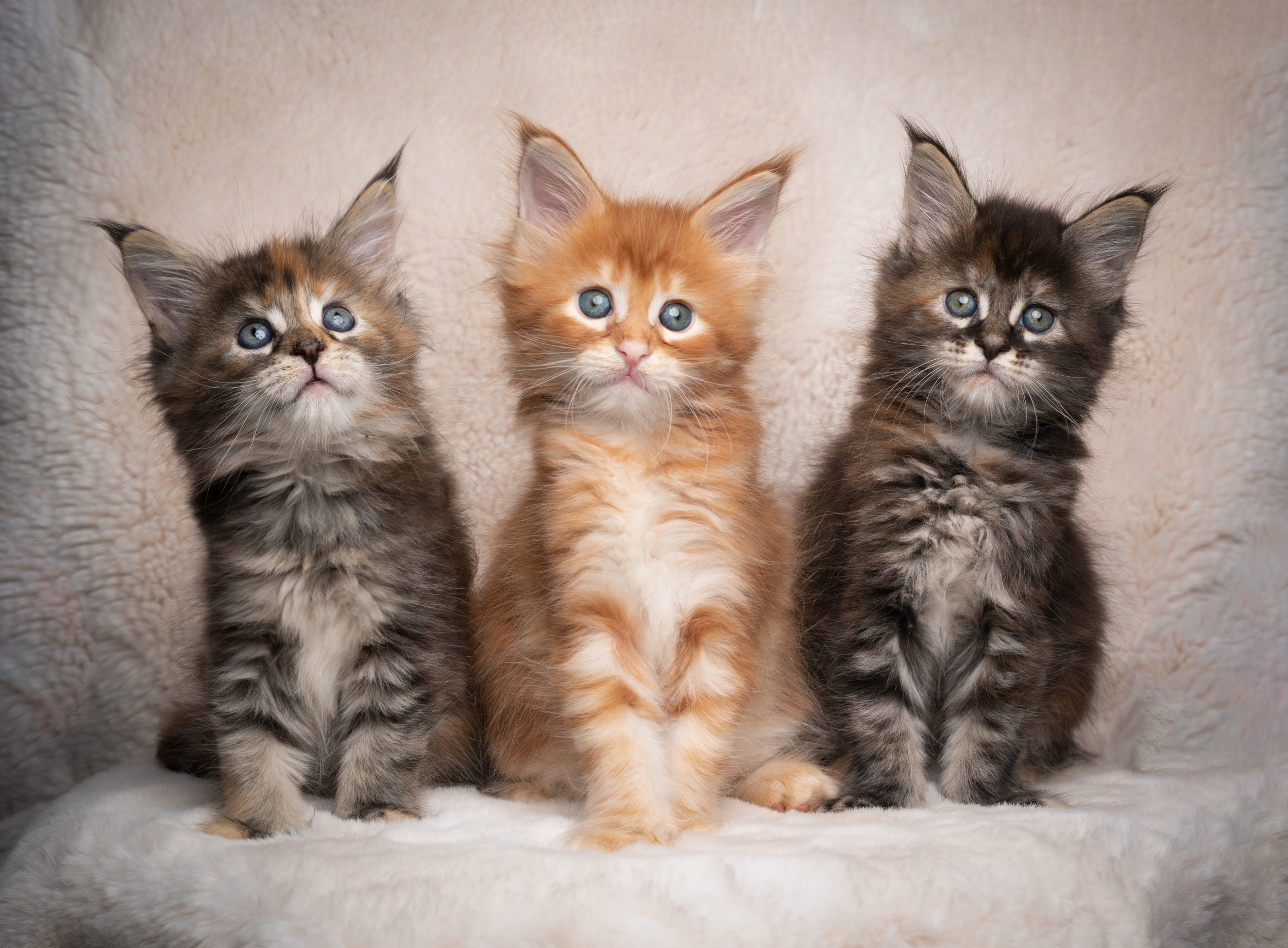 Kittens Who 'Freshen Up' After Lunch Melt Hearts