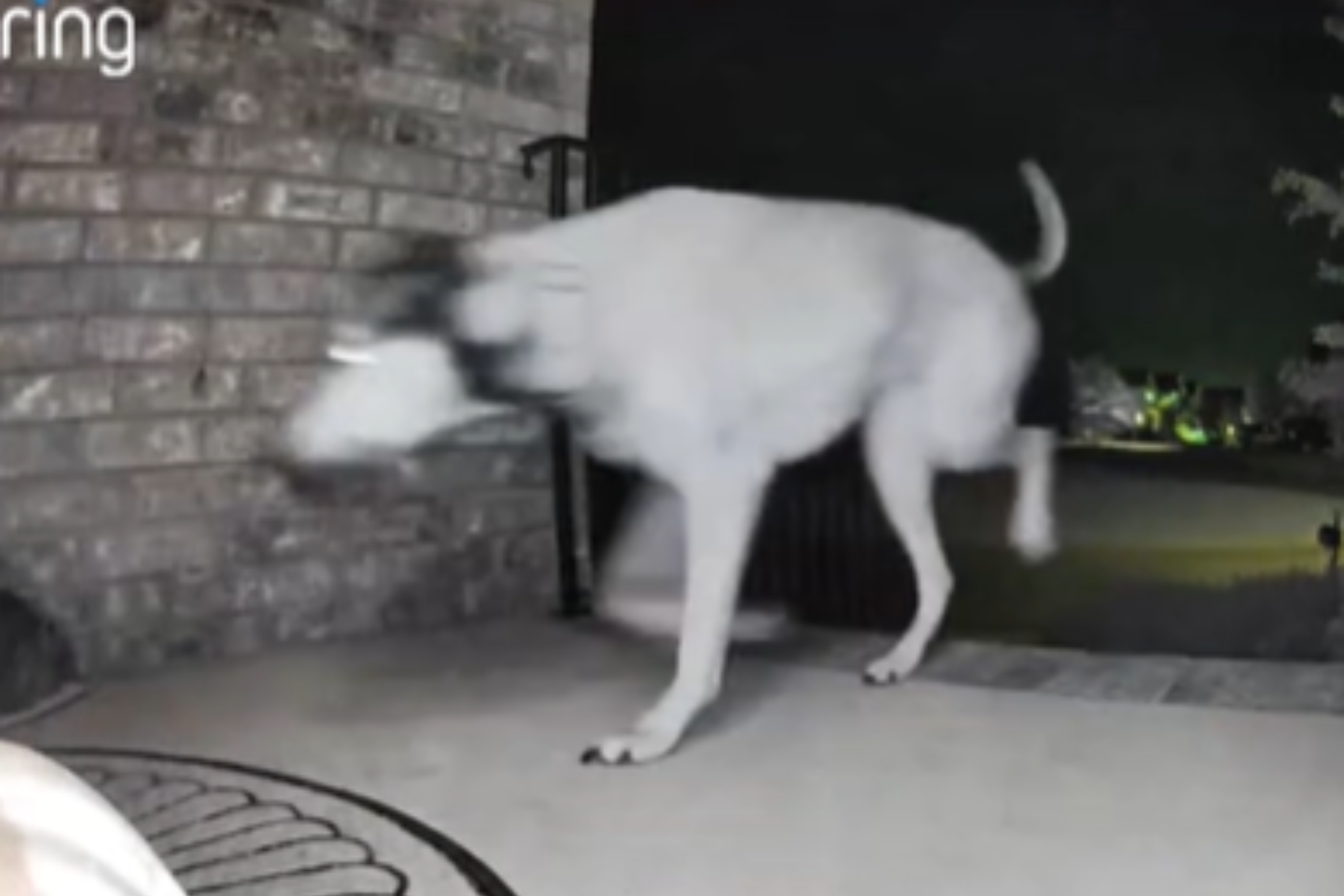 Dog Learns To Open Door, Doorbell Cam Captures What He Lets Out at Night