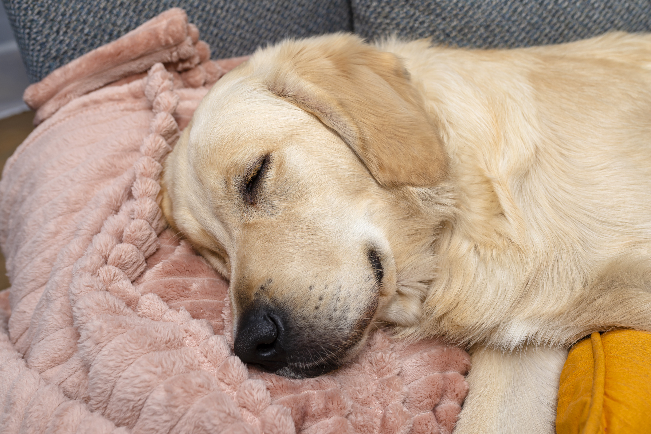 Owners Wonder Why Golden Retriever Loves One Spot, Find Heartwarming Reason