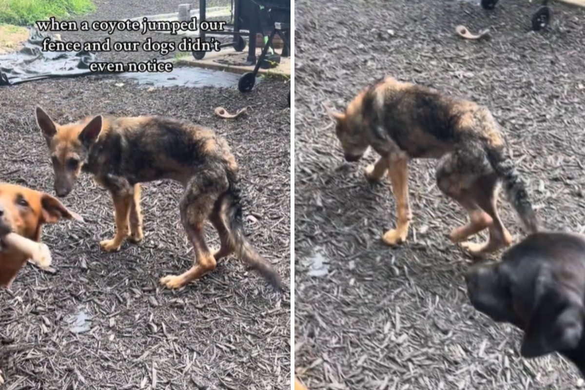 Foster dog looks like a coyote