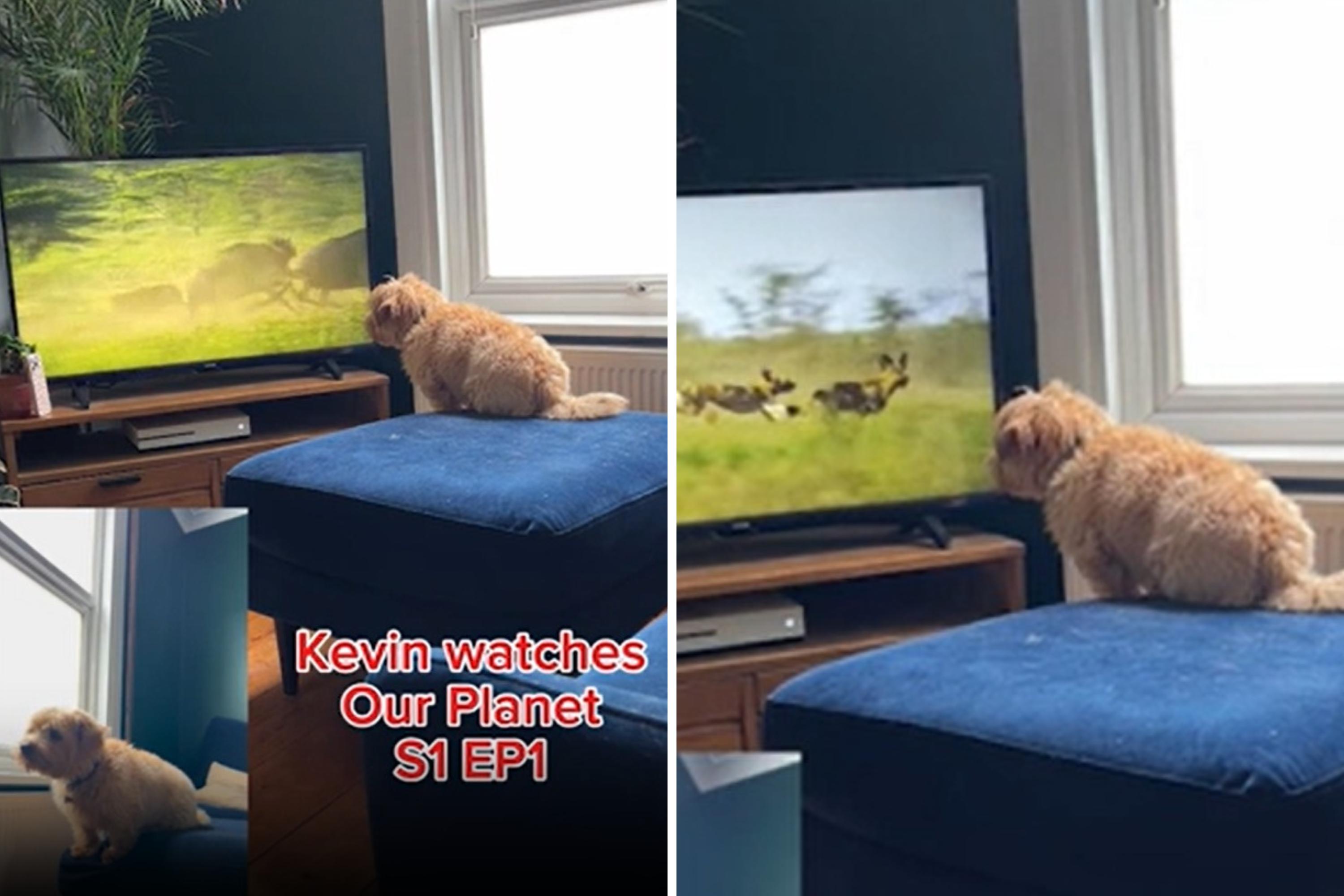 Photo: Kevin, a Norfolk terrier, is seen watching TV. (Sam Smith/TikTok/@doggleboxkevin)