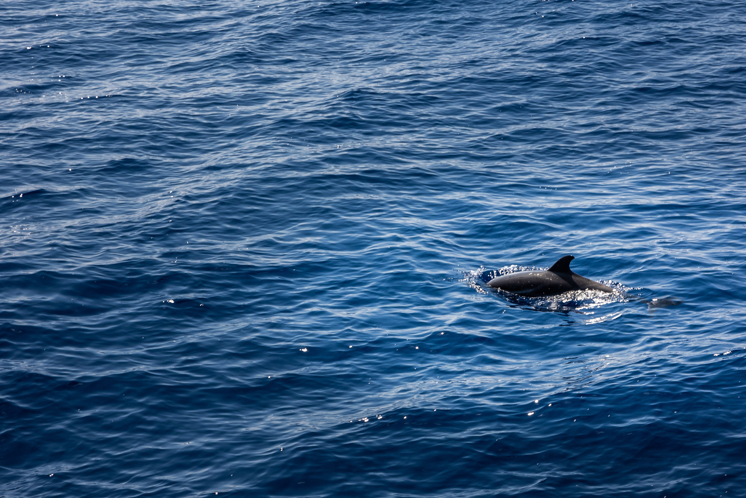 Federal probe opened into “butchered” dolphin remains found in New Jersey