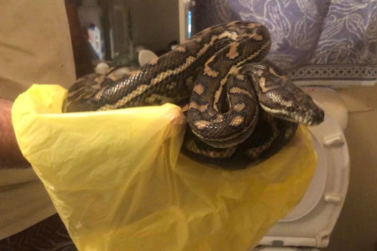 Snake