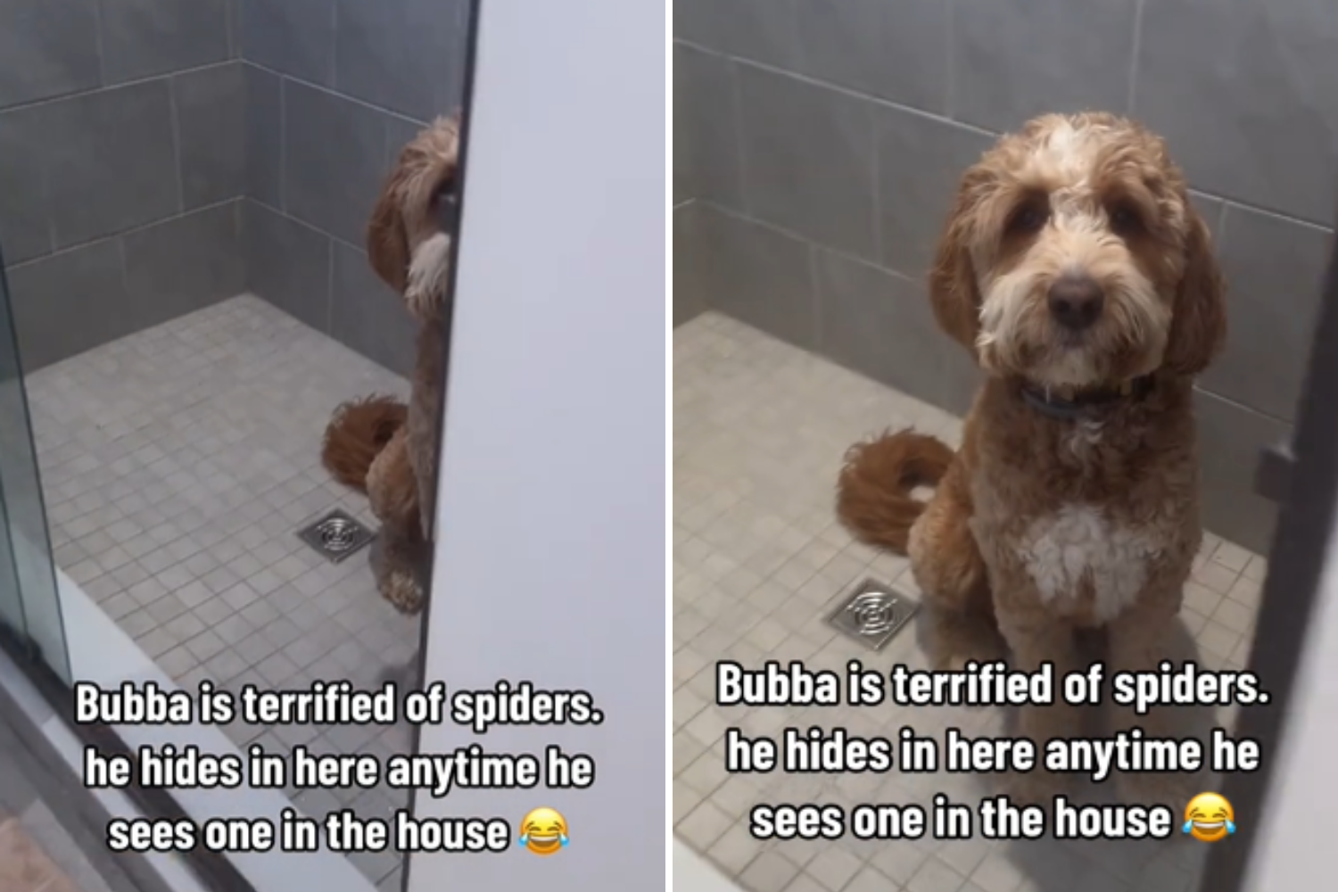 Goldendoodle goes viral for hilarious fear of spiders in shower | News ...