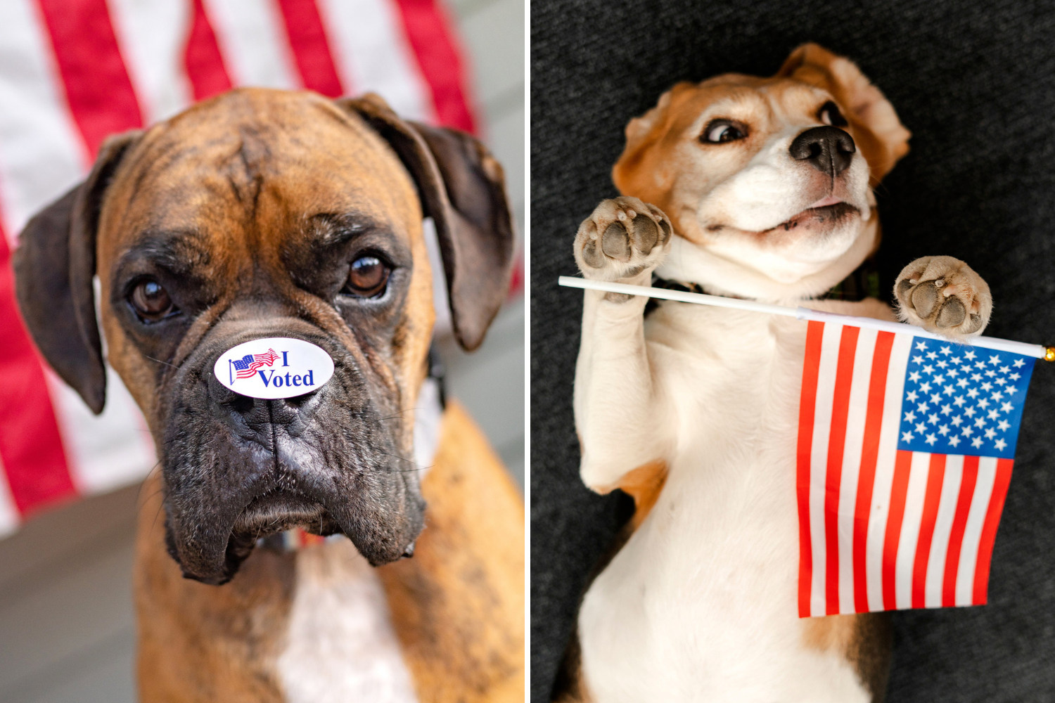 Trump v Harris 2024—Dogs Head to the Polls To Ease Anxiety on Election