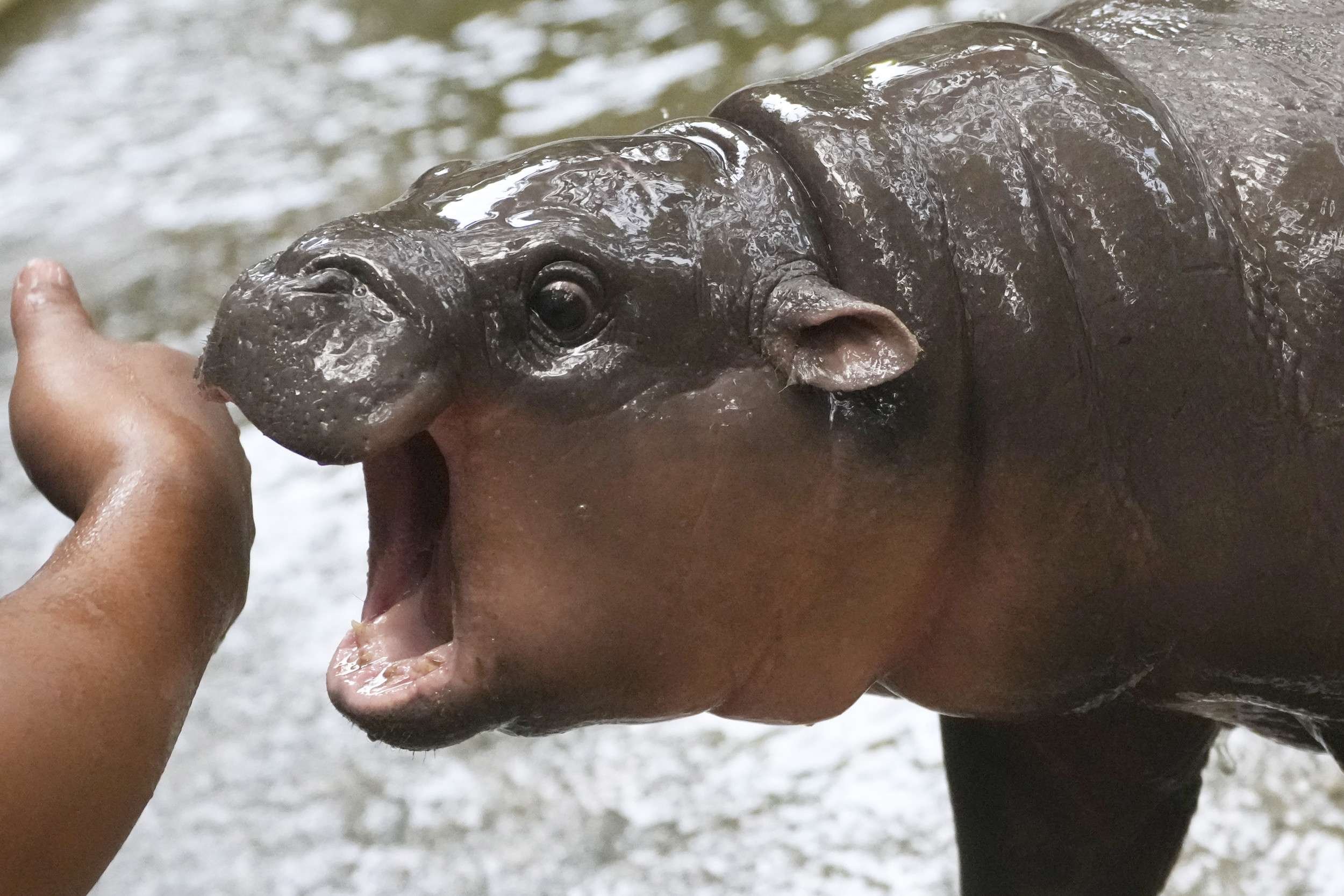 Pygmy Hippo Moo Deng Gives Her 2024 Election Verdict
