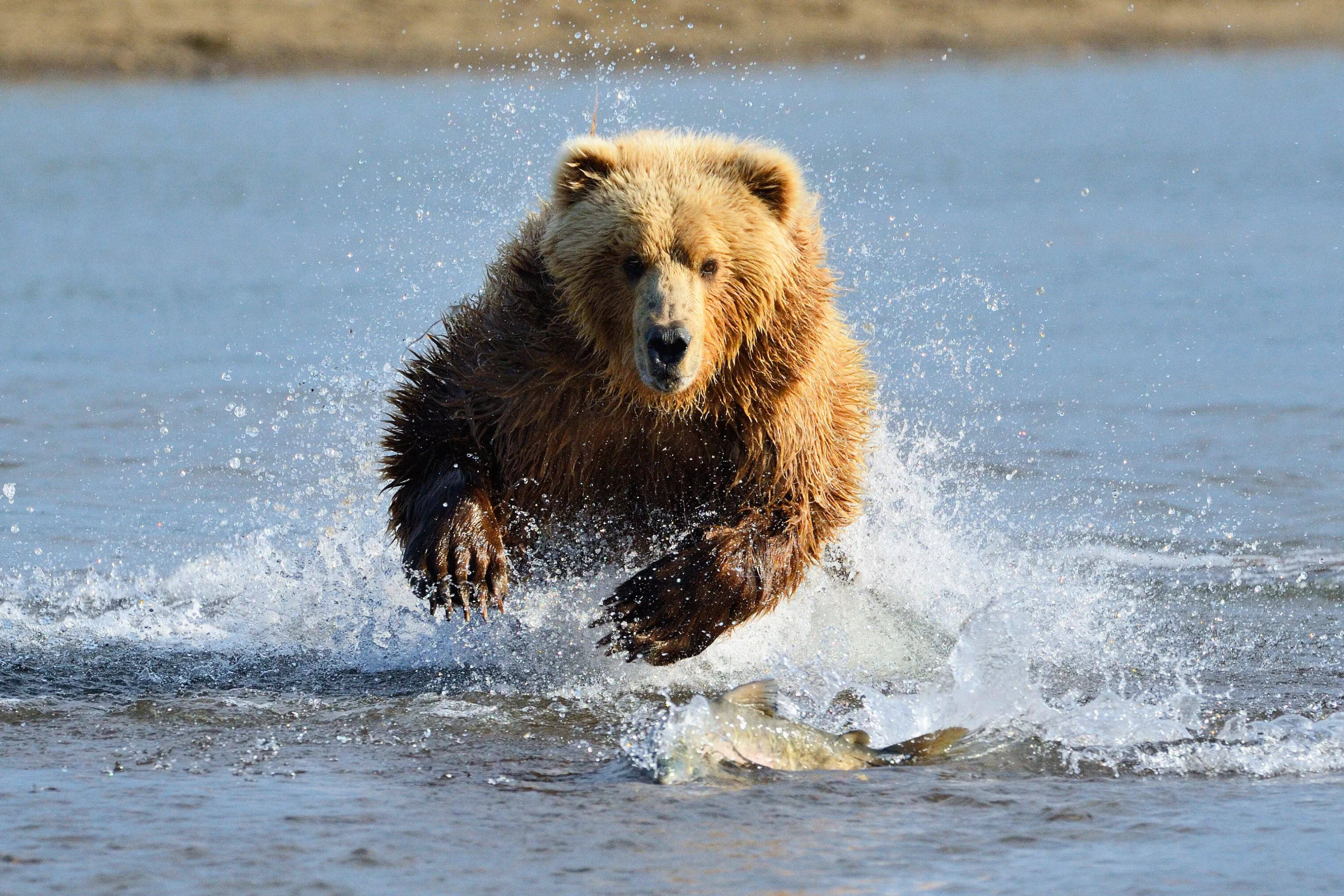 I suddenly saw the mama grizzly. Then she rose up on her hind legs