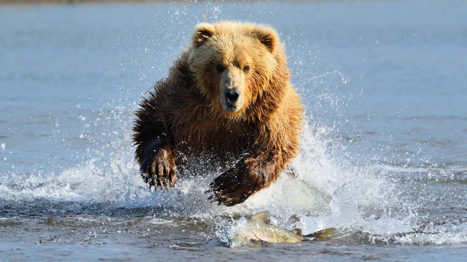 I suddenly saw the mama grizzly. Then she rose up on her hind legs