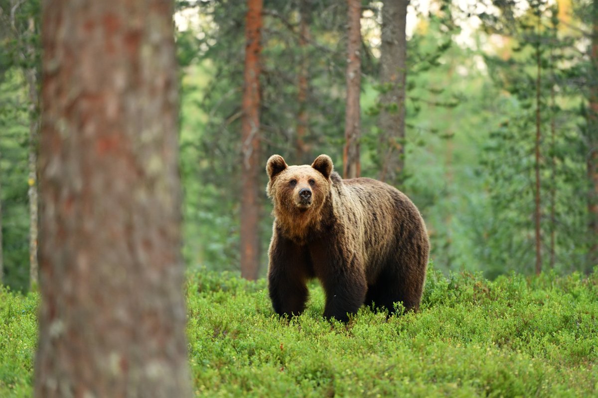 Wild bear in forest