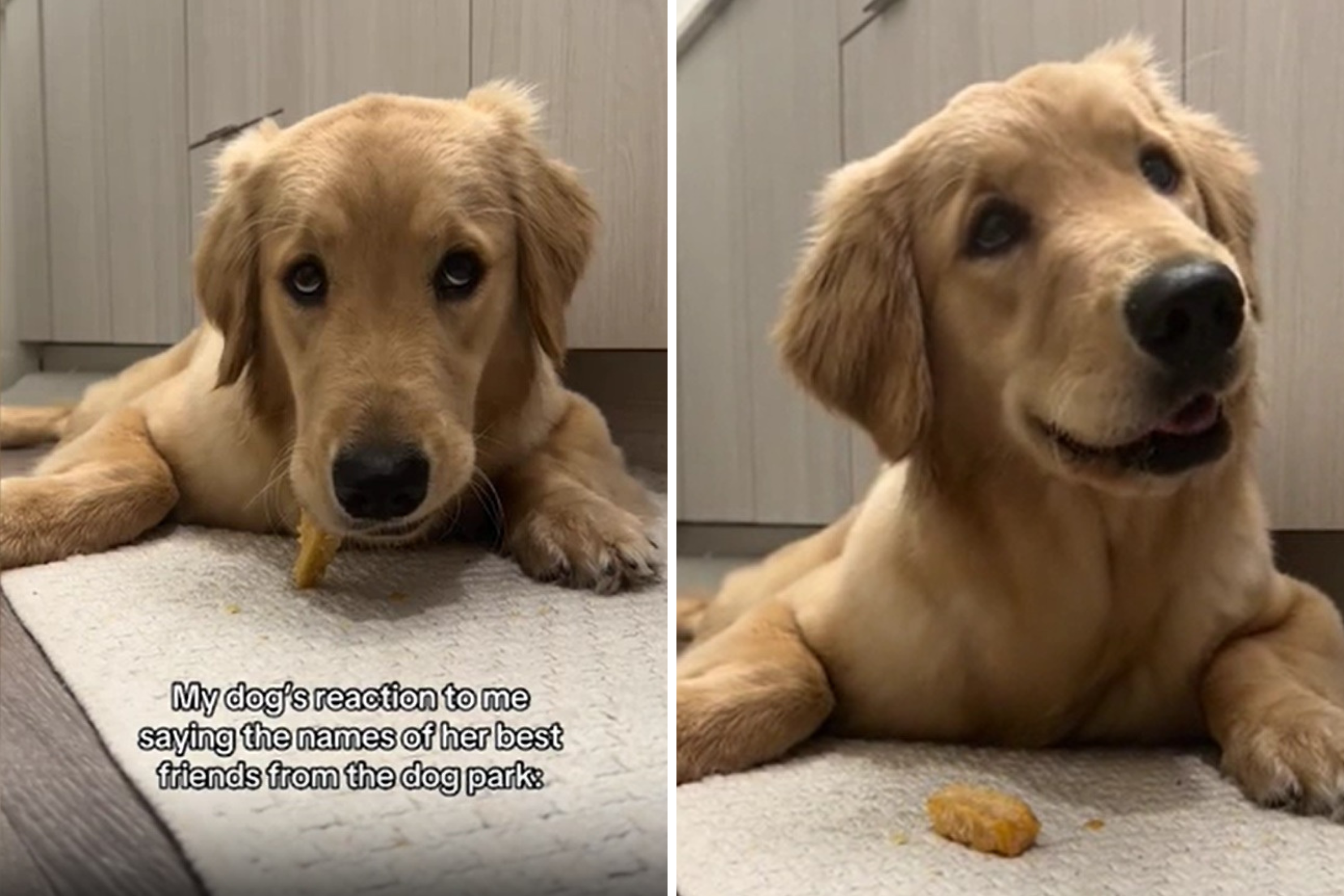 Golden Retriever Hears BFF's Name, Internet Can't Cope With Her Response