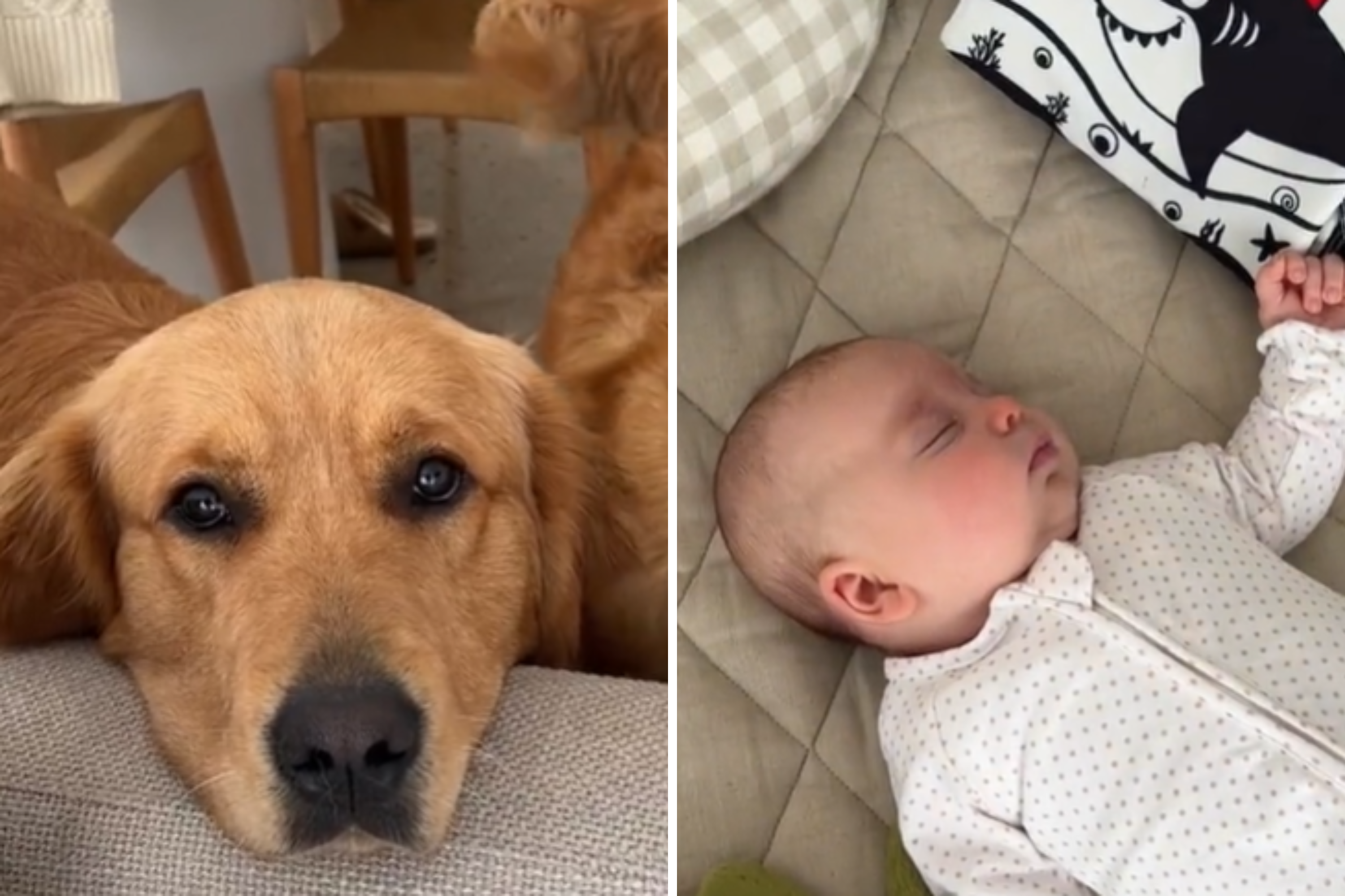 Goldens Obsessed With Newborn Don't Understand Why They Can't Play With Her